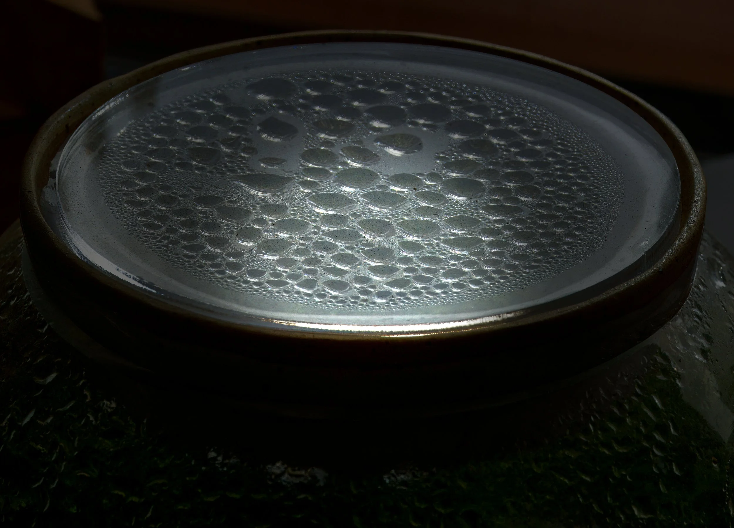 Mossarium 02  2026DSC09267.jpg