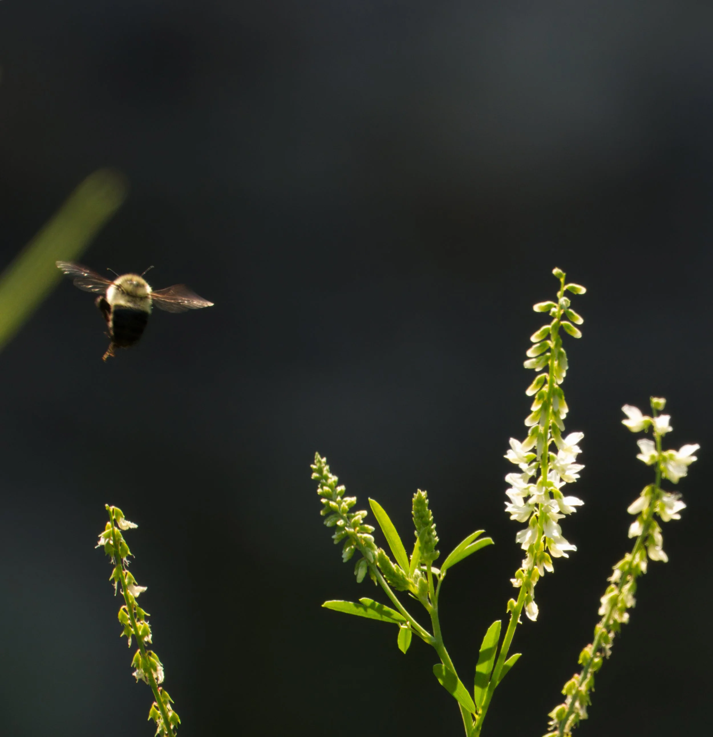Ravine 07 19 02 DSC07218-2.jpg