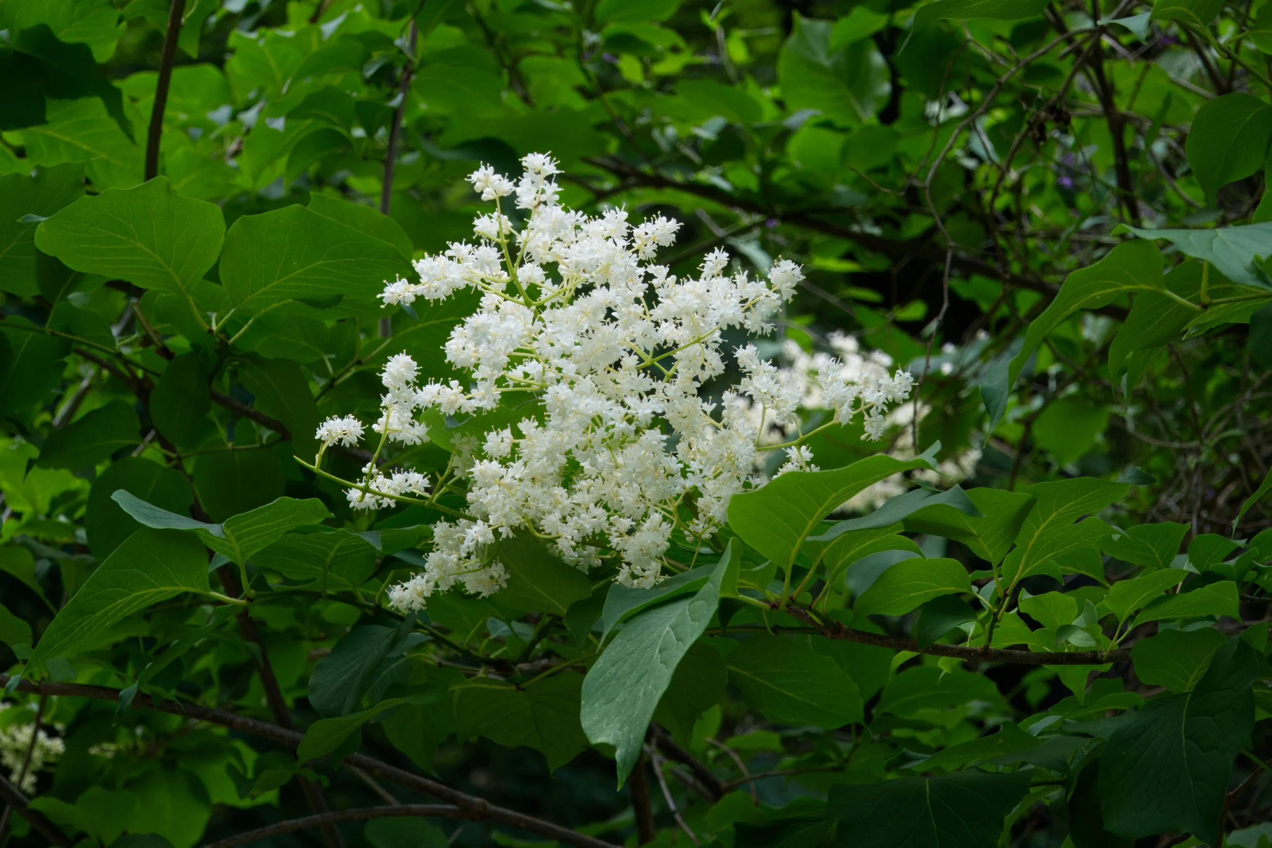Japanese Tree Lilac
