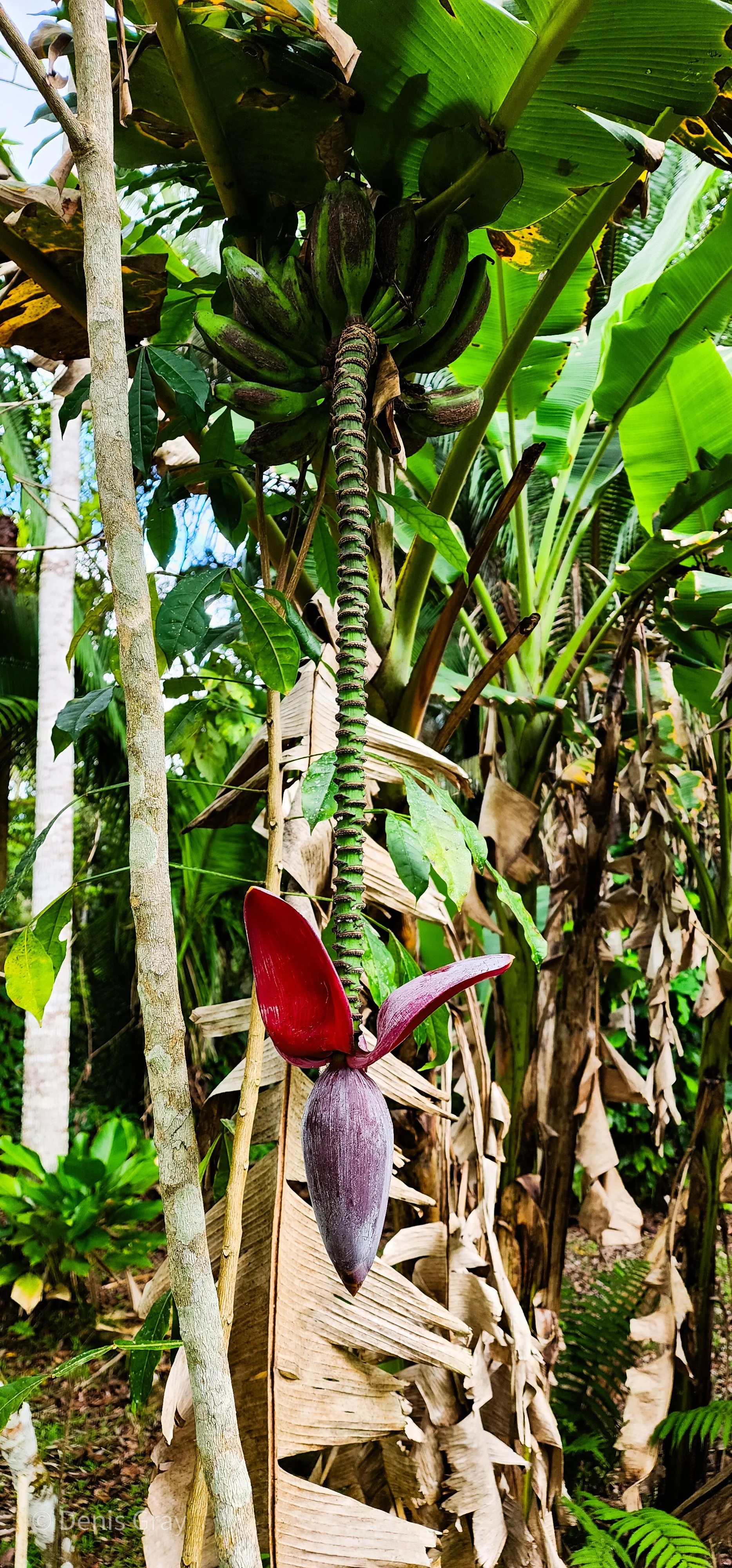 Bananas and flower, Belize