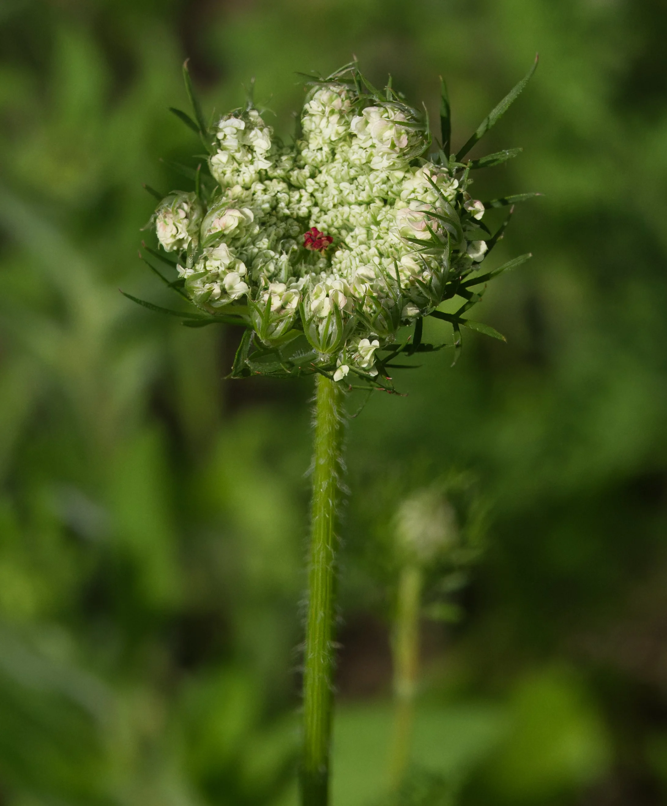 Queen Anne's Lace