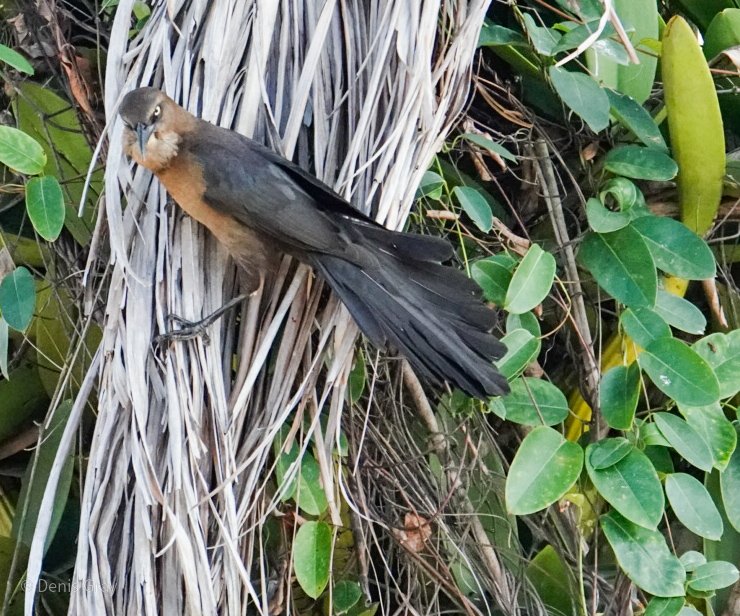 Great-tailed Grackle (female), Belize City, Belize