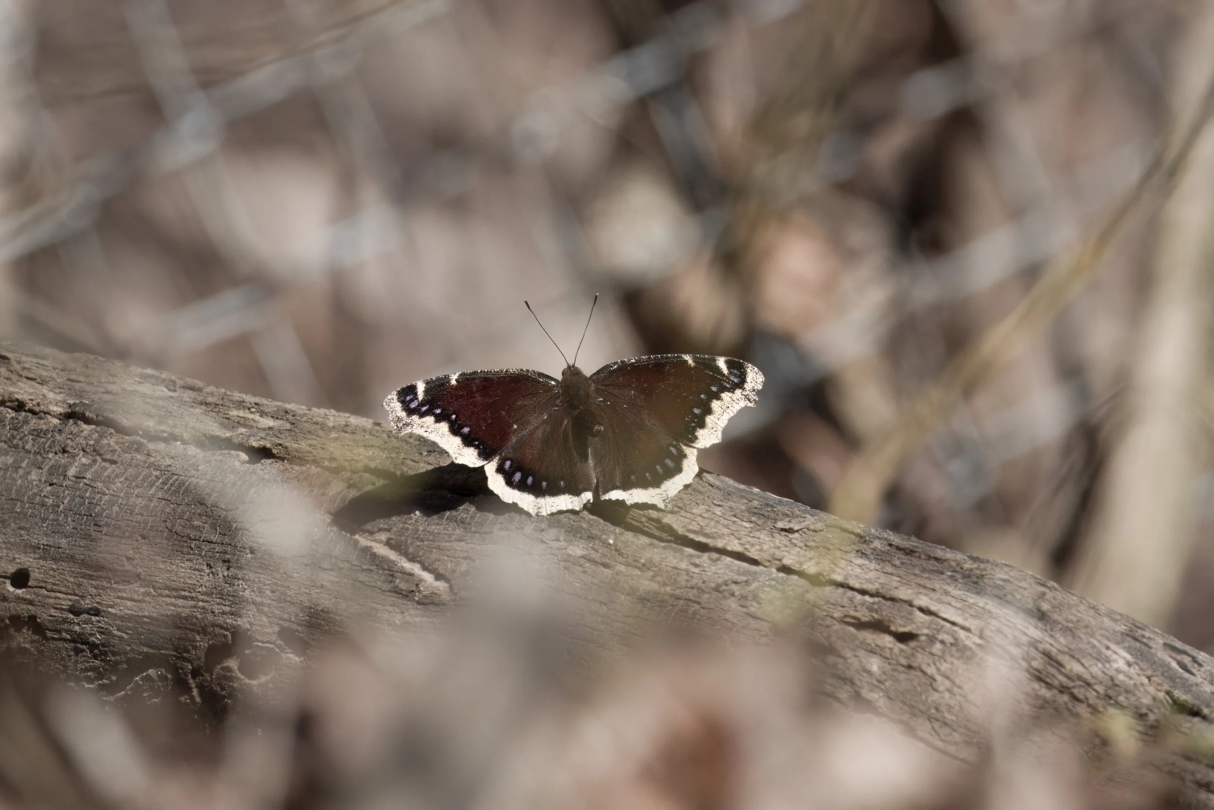 Mourning Cloak Butterfly, Yellow Creek Ravine, Toronto