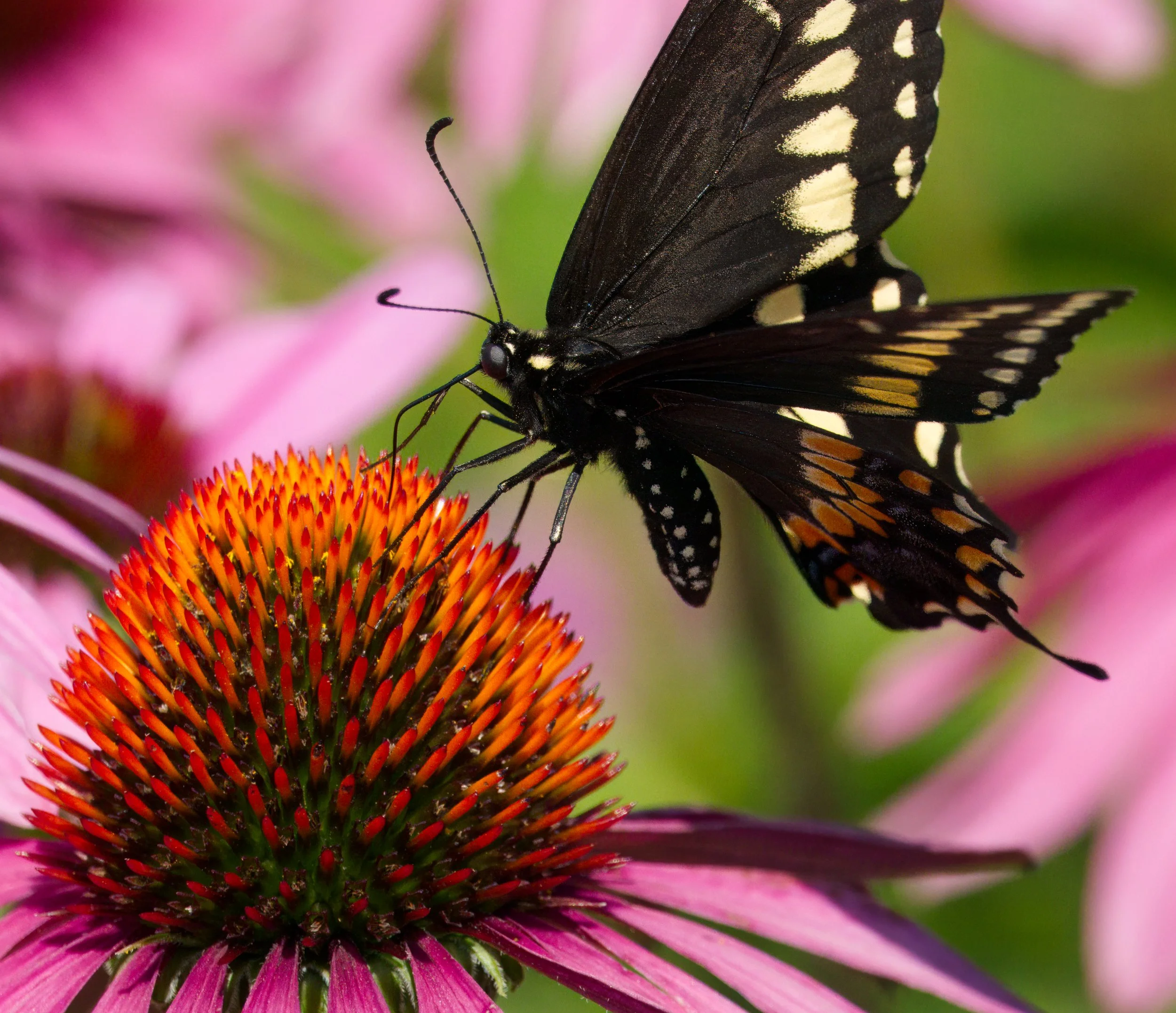 Black Swallowtail Butterfly on Echinacea bloom