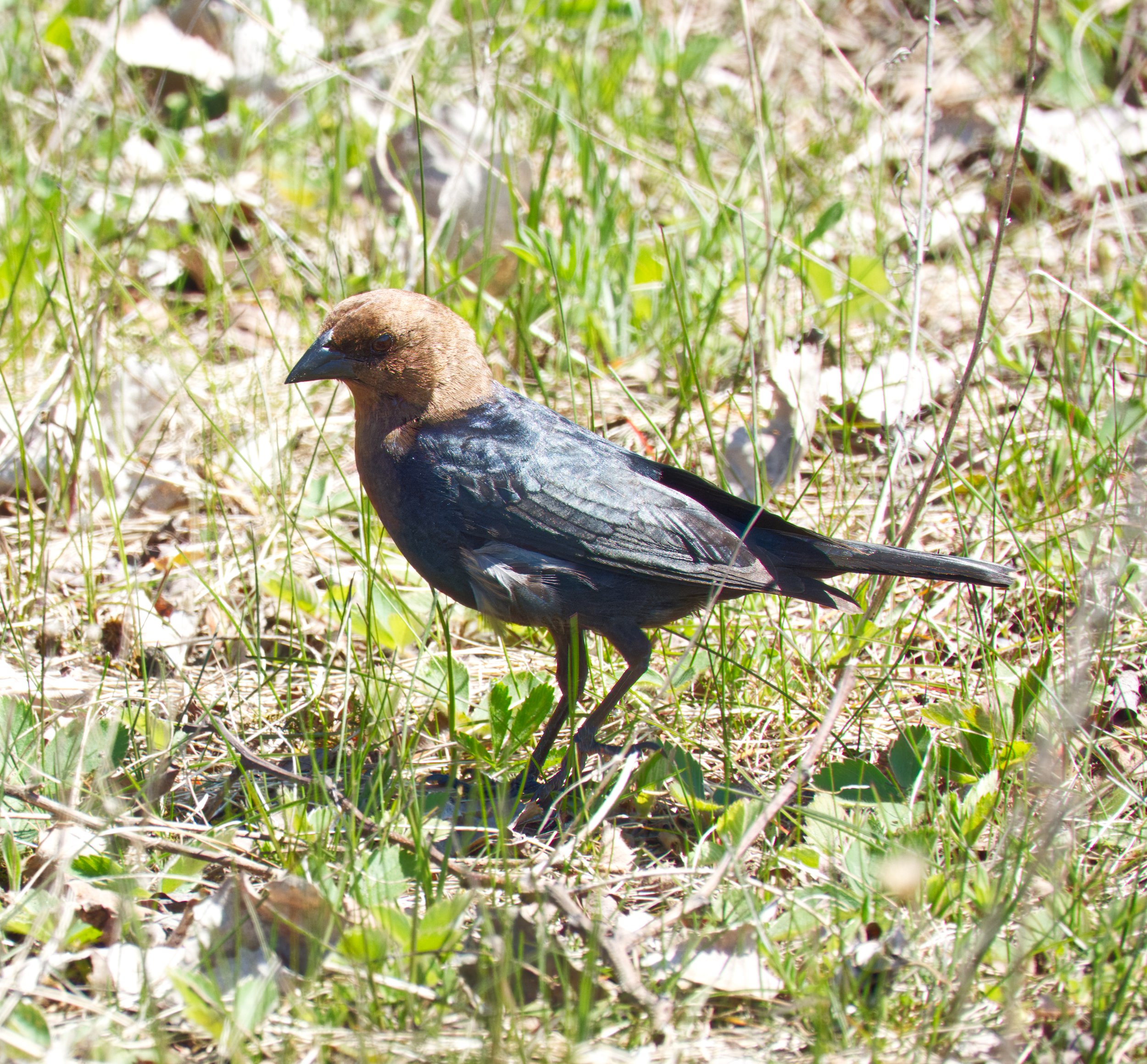 Brown-headed Cowbird, Tommy Thompson Park, Toronto