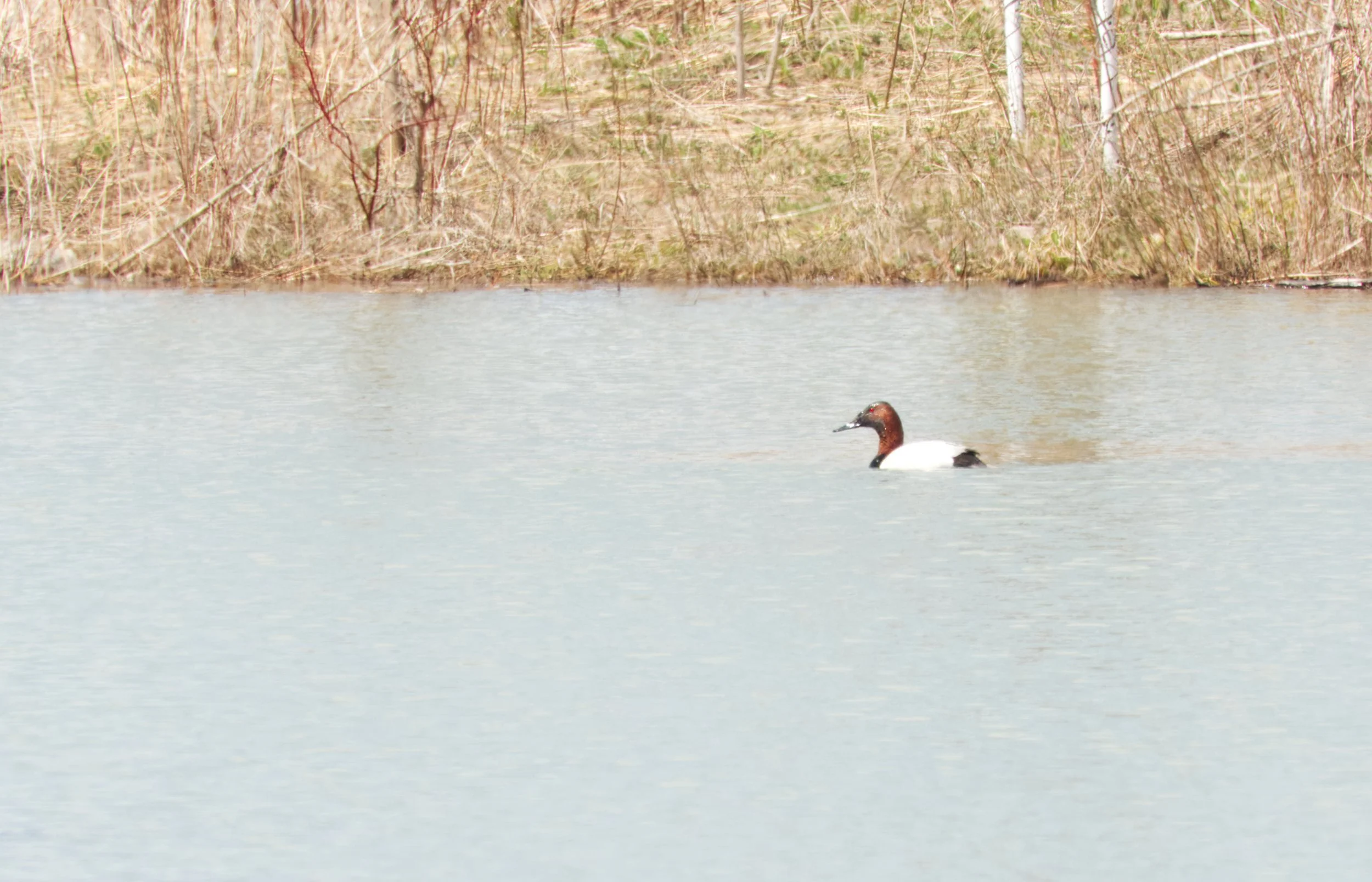 Canvasback Duck (male)
