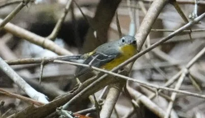 Northern Parula, Western Belize