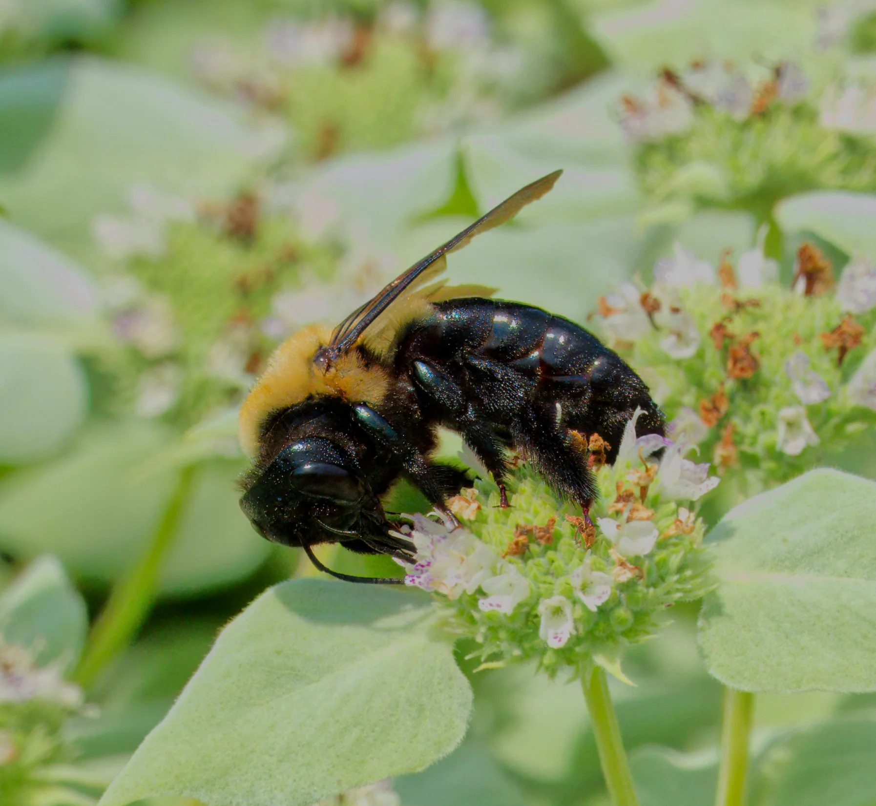 An Eastern Carpenter Bee
