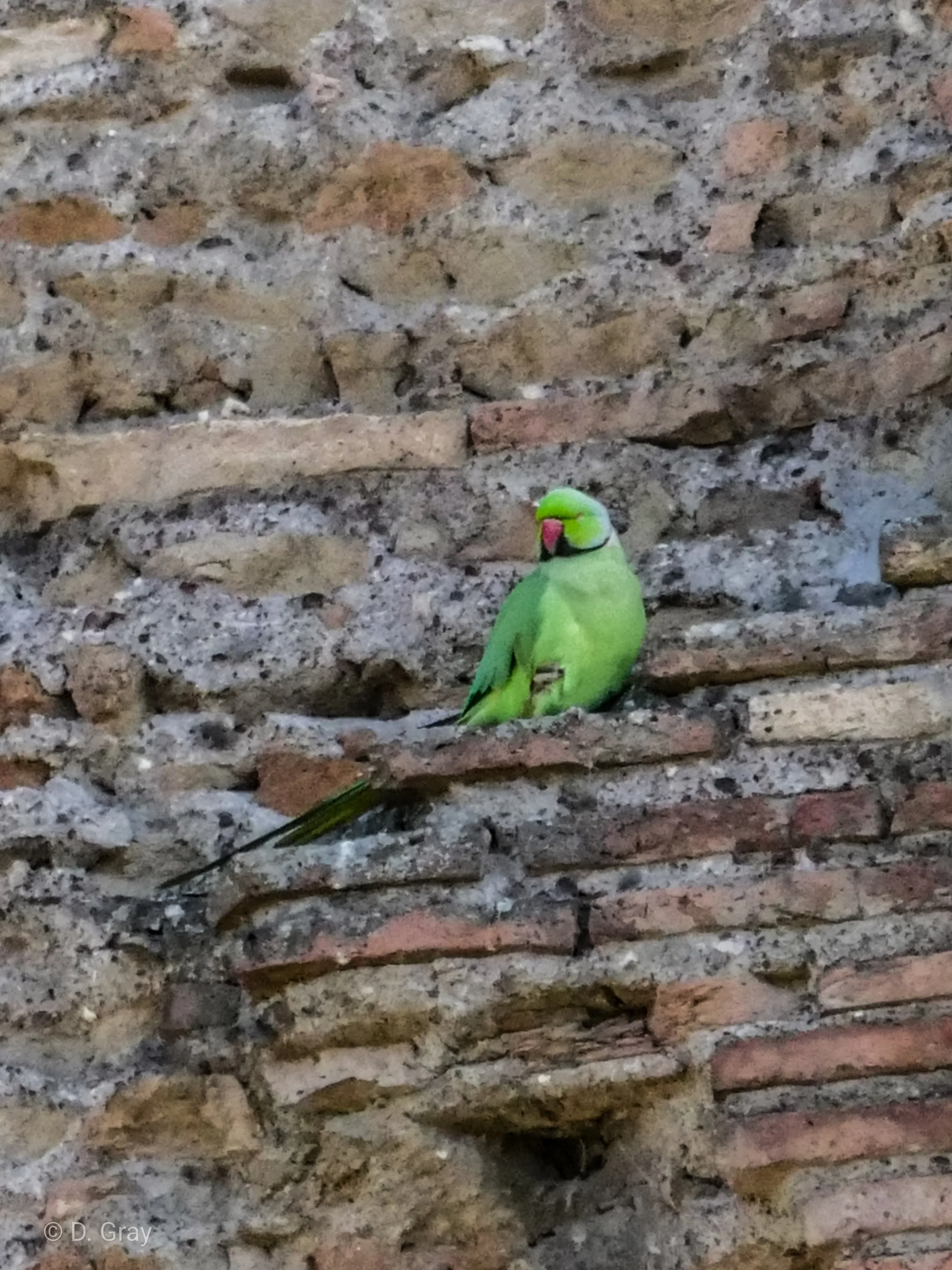 Rose-ringed Parakeet, Roma