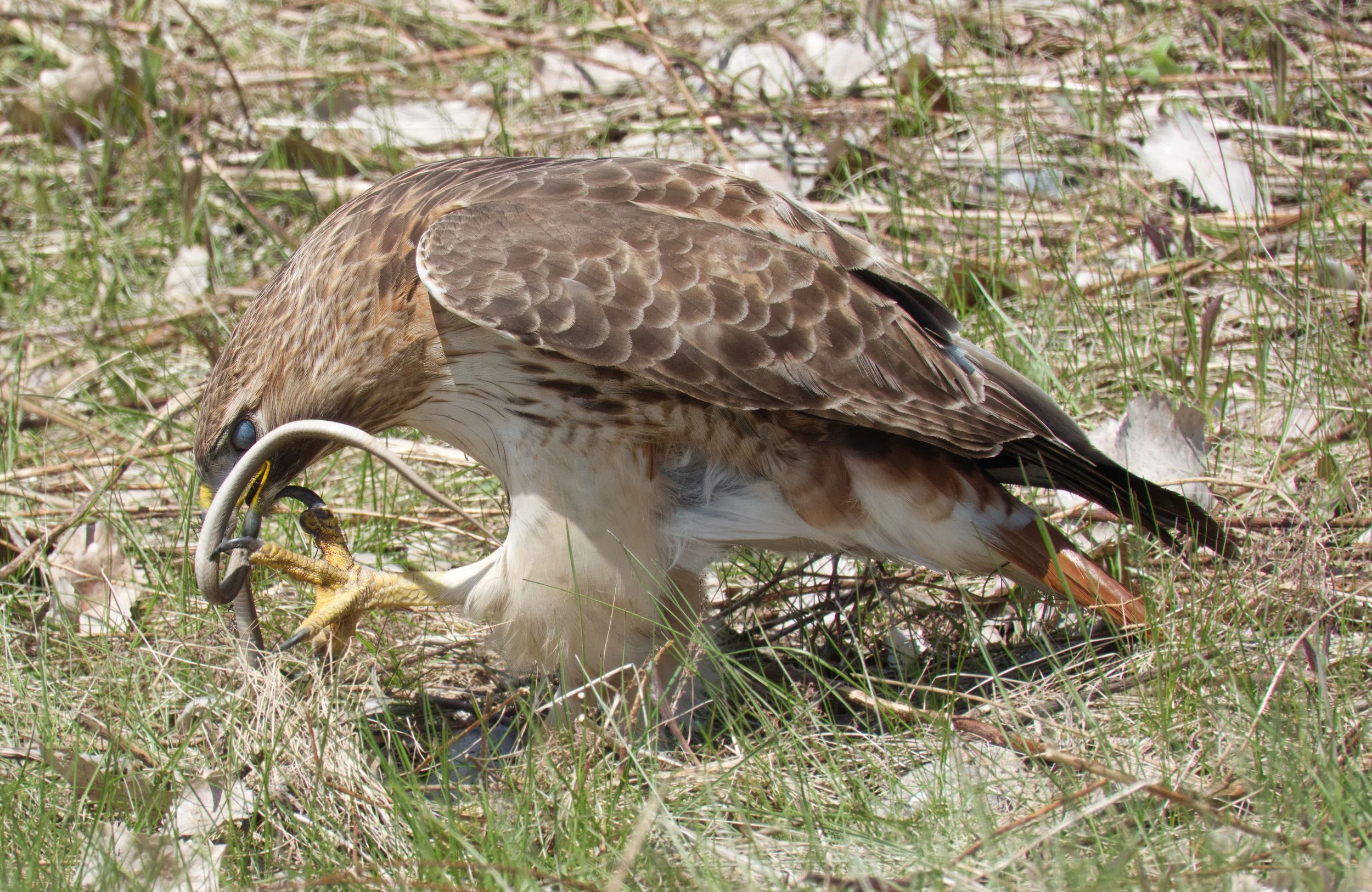 Note the nictitating membrane protecting the Red-tailed Hawk's eyes at it tackles lunch
