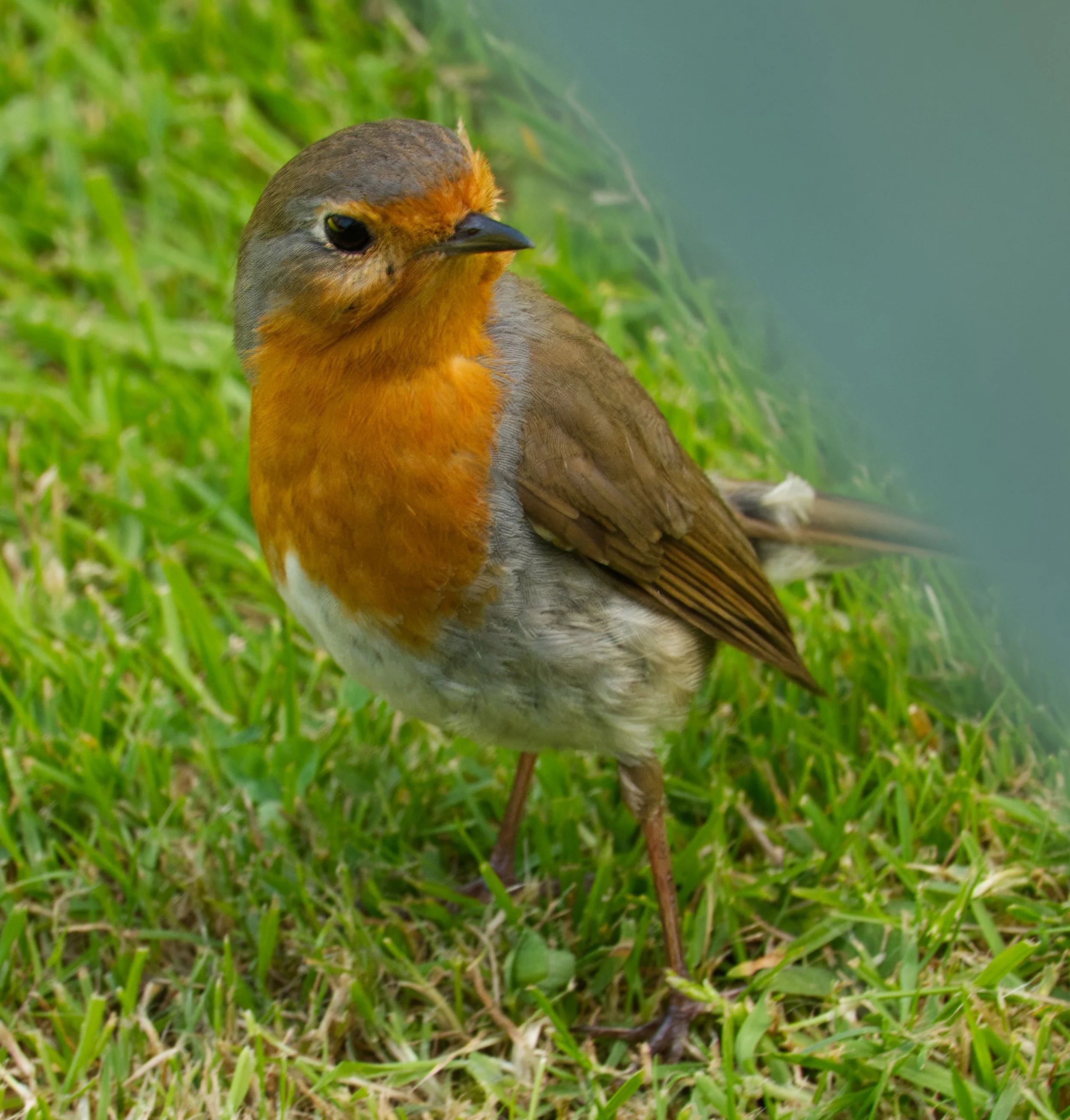 Eurasian Robin, Obelisk Walk, Blackrock, Dublin