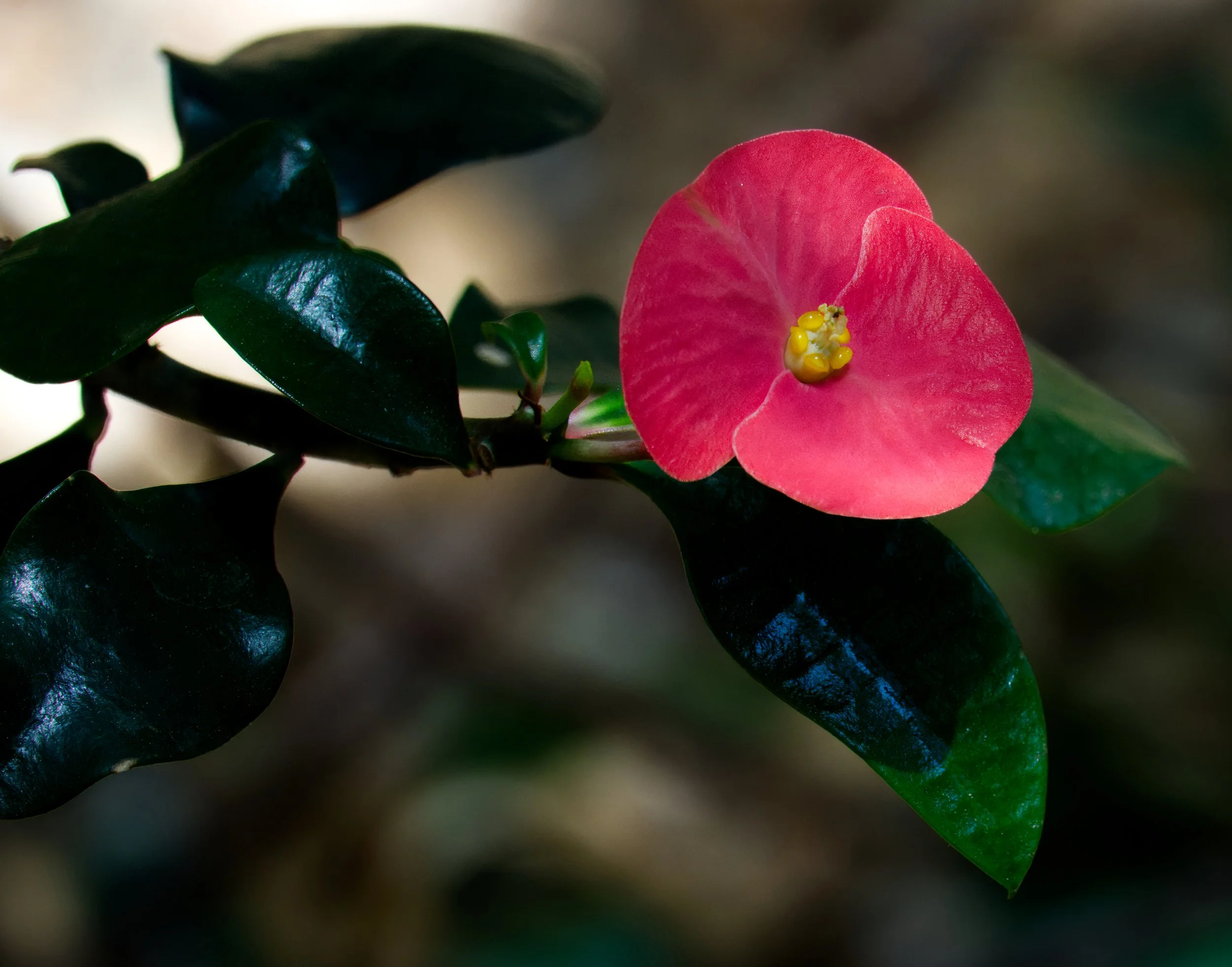 Crown of Thorns (Euphorbia milii), Atlanta Botanic Garden, Atlanta, Georgia
