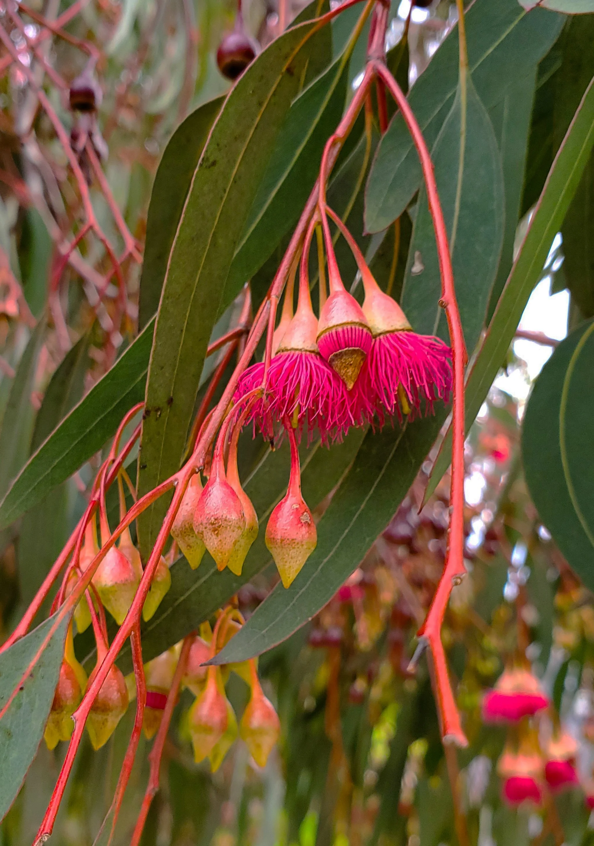Eucalyptus Blossom. Eucalyptus caesia, Silver Princess, Southern California