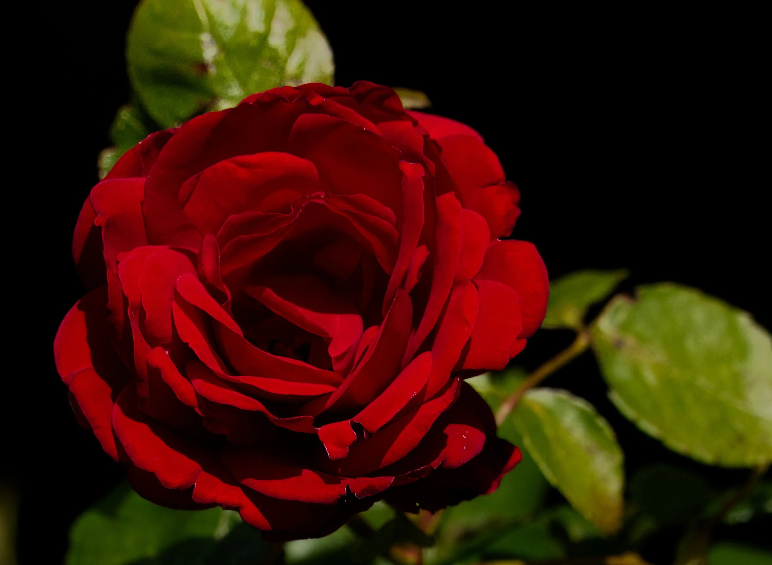 Rose, Obelisk Walk, Blackrock, Dublin