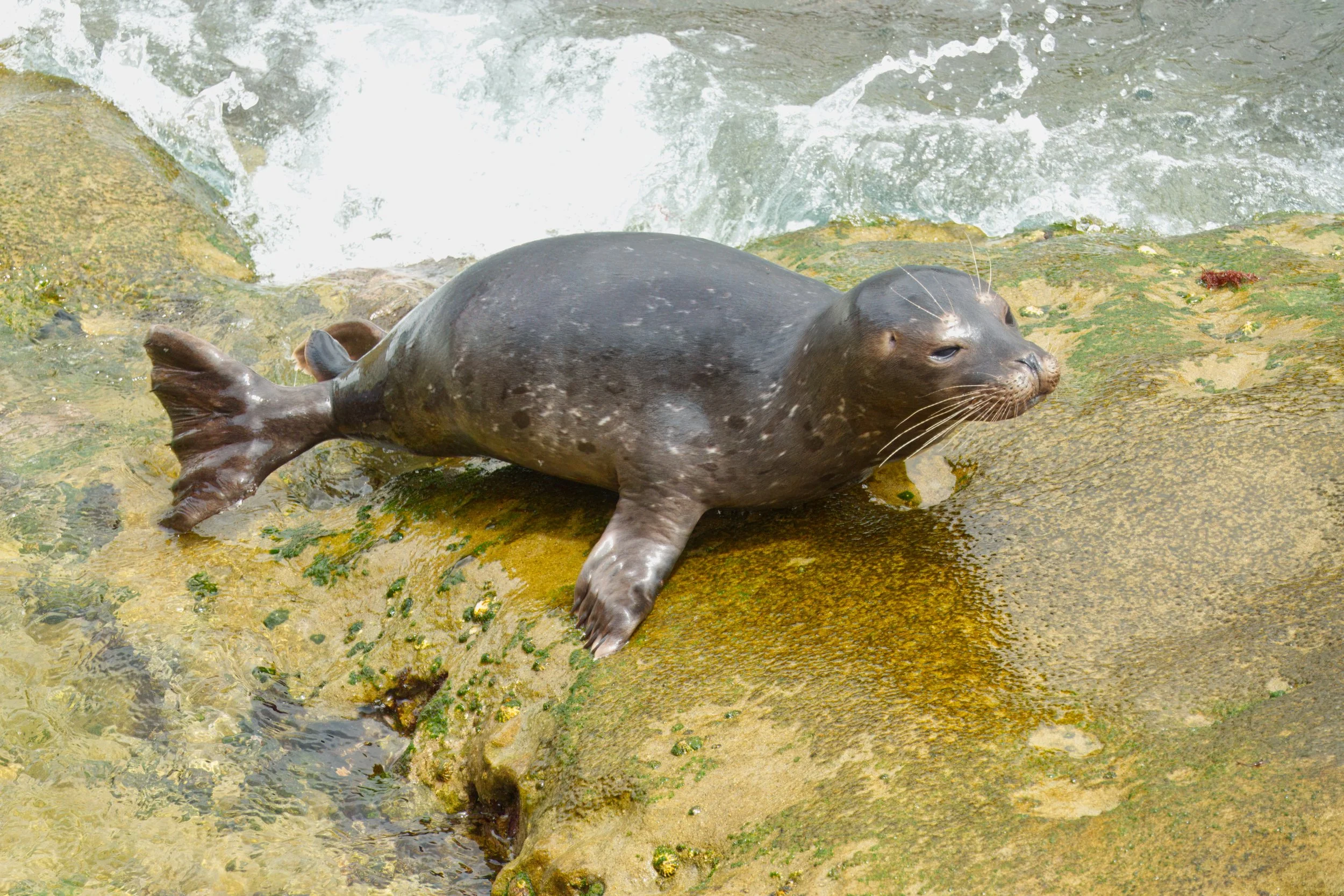 Harbour Seal, rear "leg"  and tail morphology clearly visible, La Jolla, Southern California