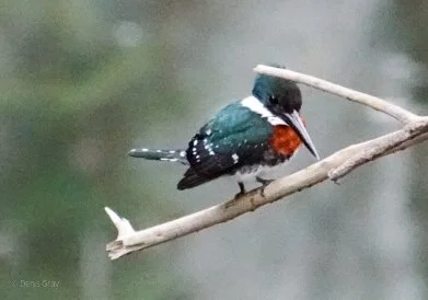 Green Kingfisher, on the Macal River, Western Belize