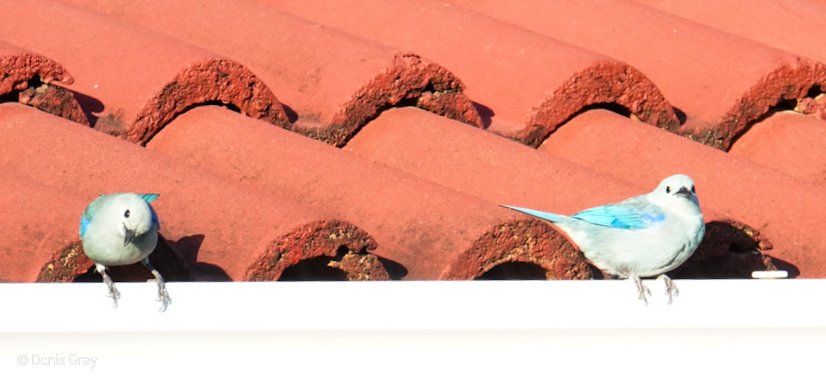 Blue-grey Tanager pair, Hopkins, Belize
