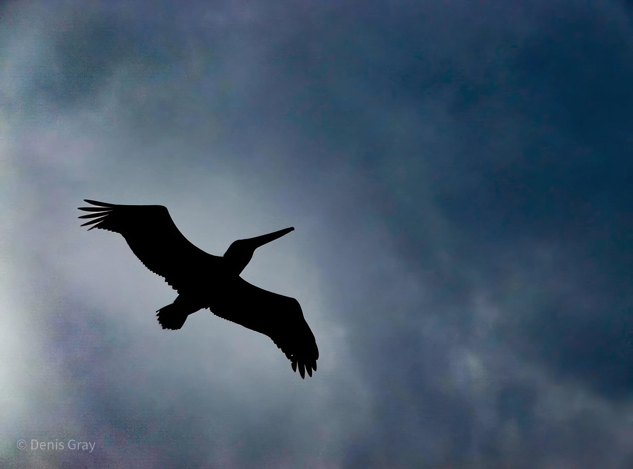 Brown Pelican, Hopkins, Belize