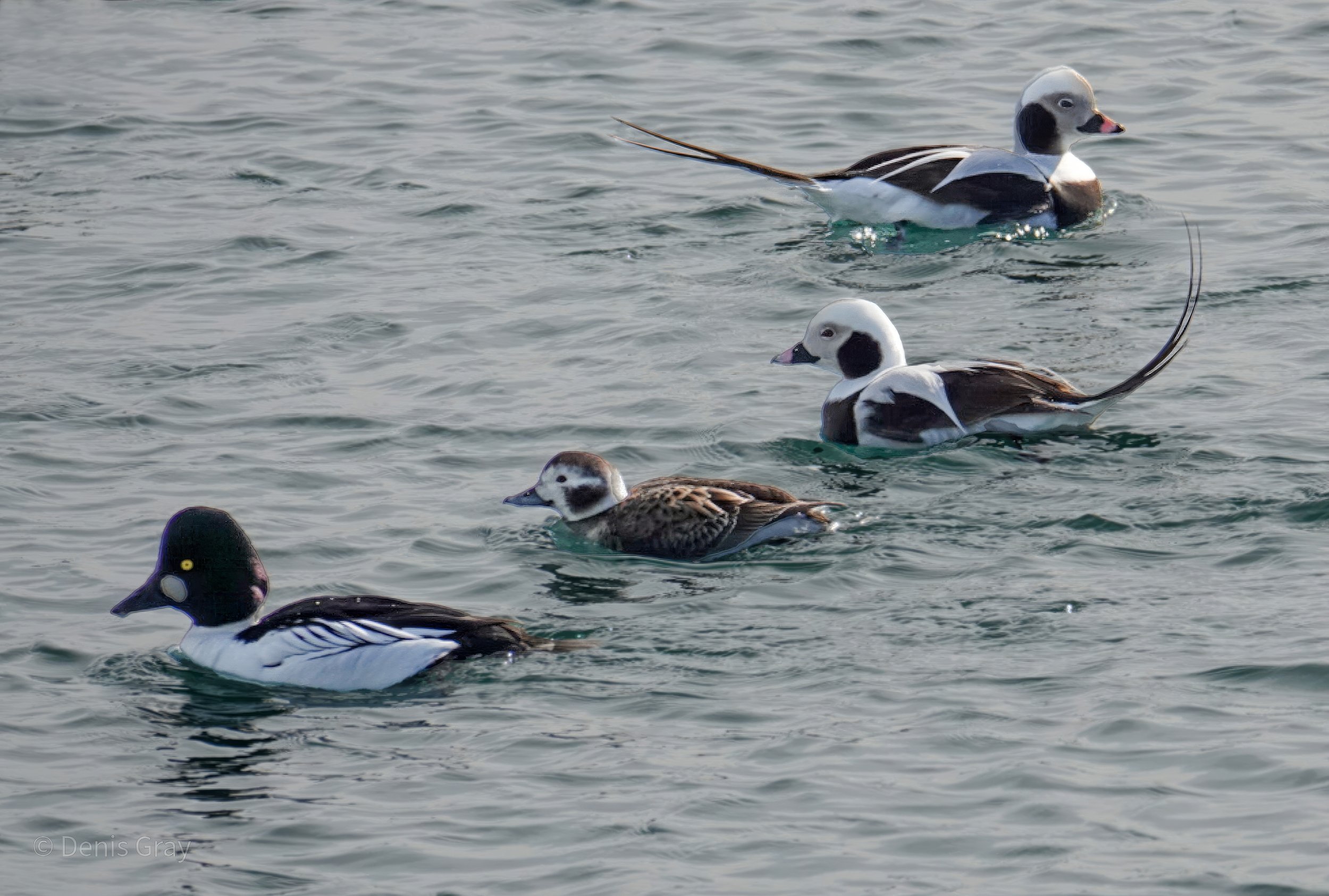 Common Golden Eye, female Long-tailed Duck and two male Long-tailed Ducks, Toronto Waterfront