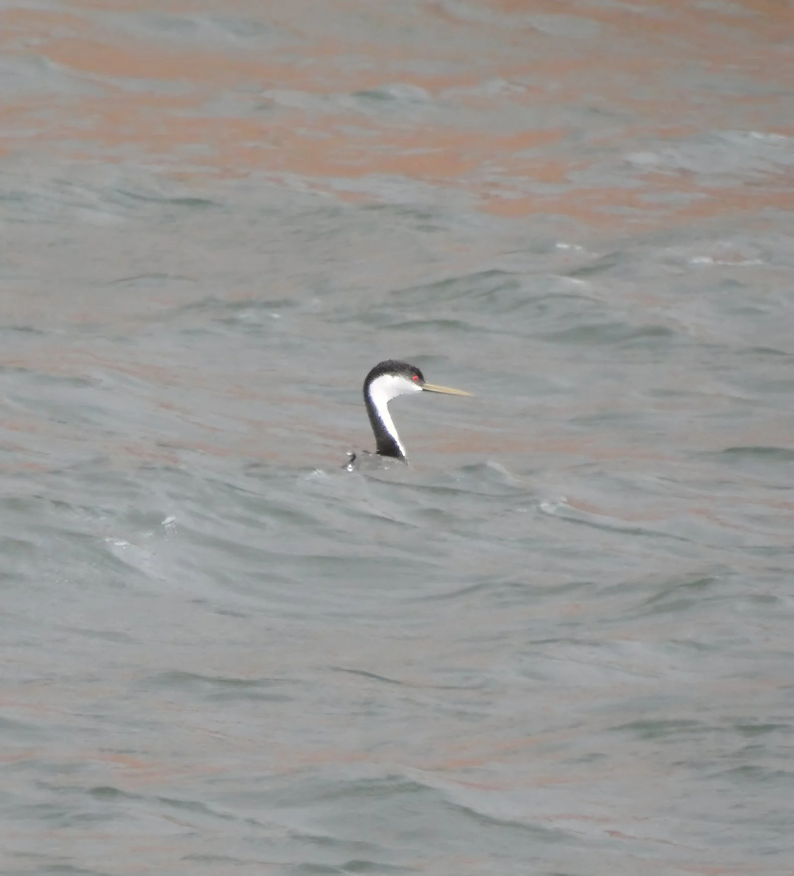 Western Grebe, Lake Powell, Utah