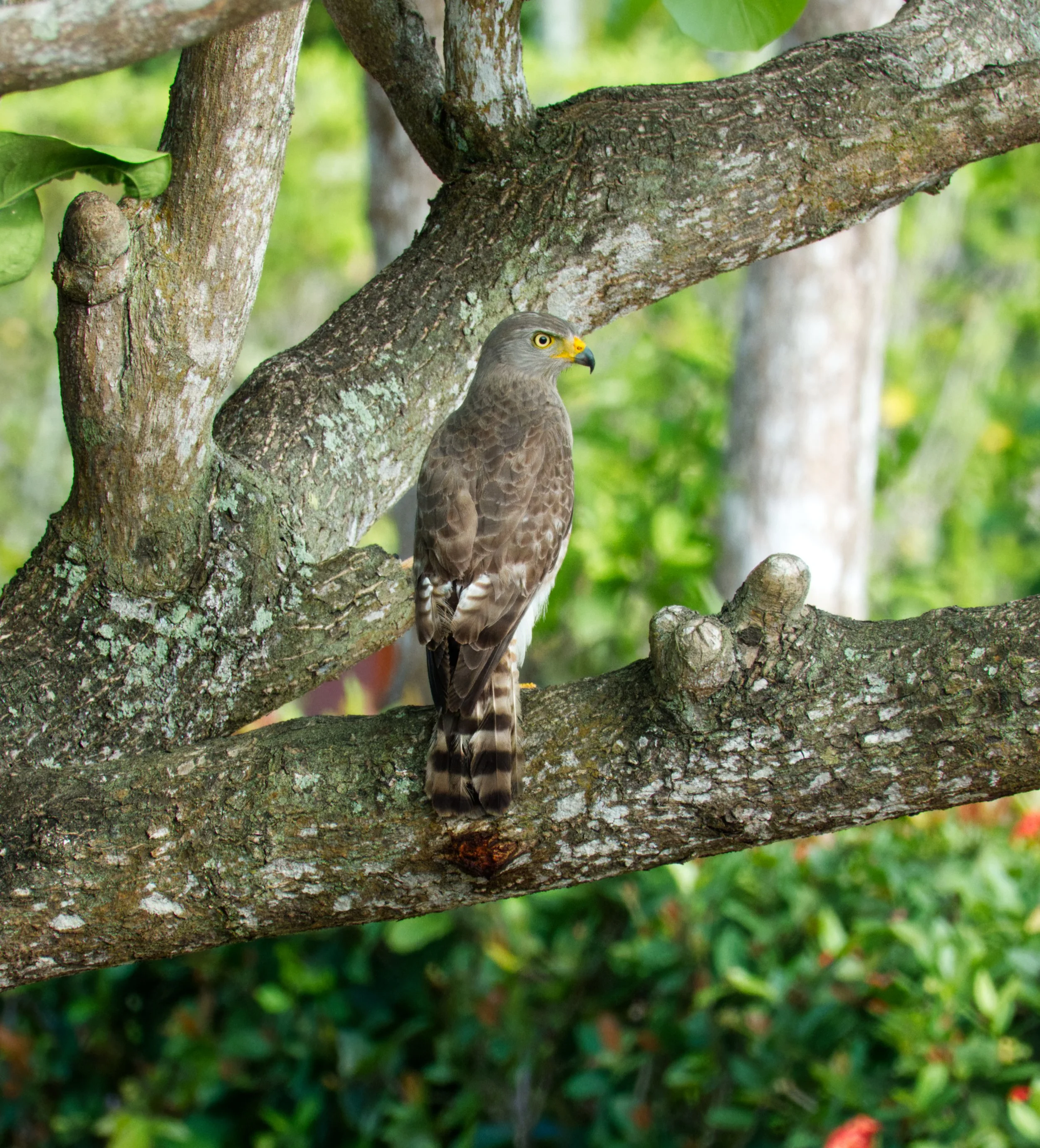 Roadside Hawk, Hopkins, Belize