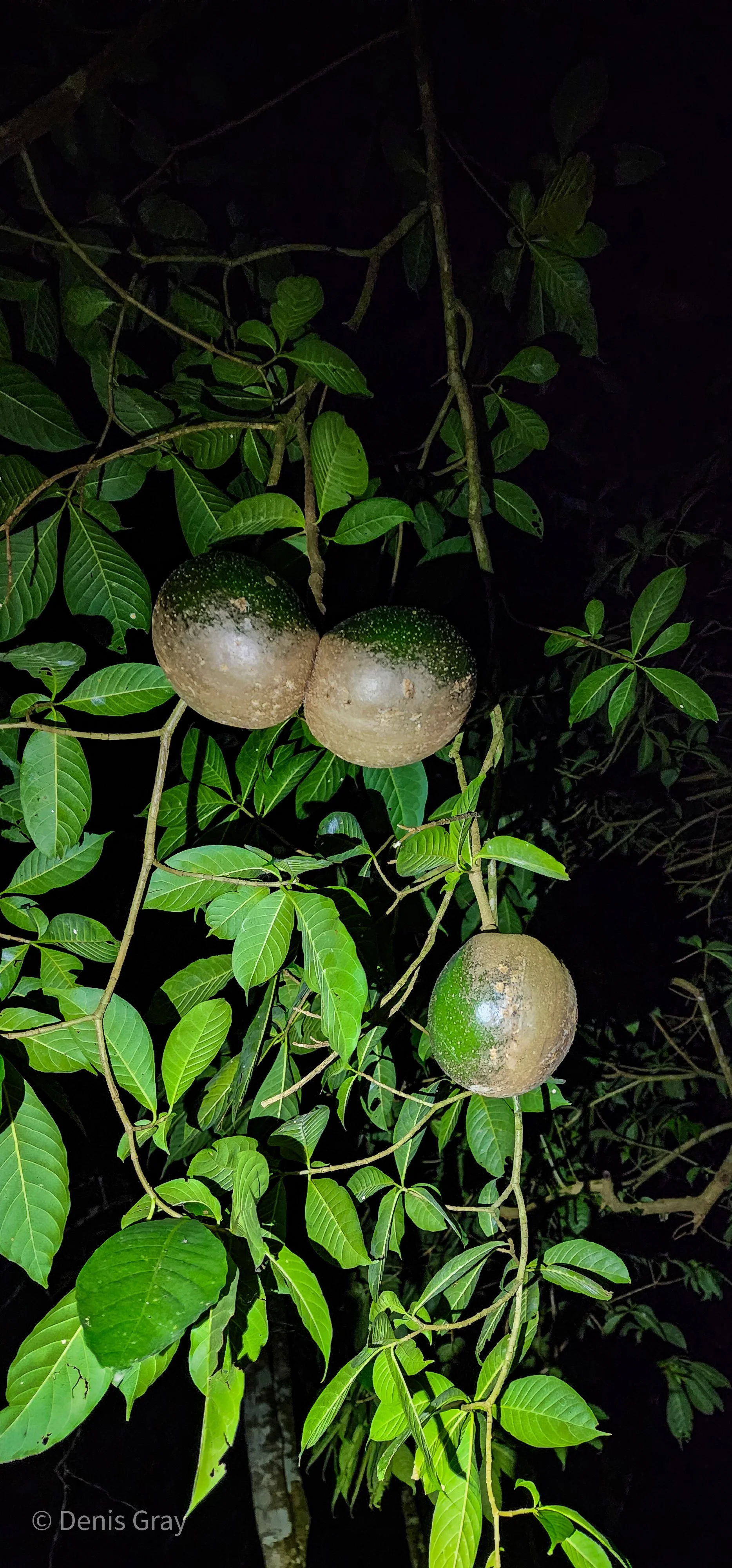 Tabernaemontana donnell-smithii Horse's Balls, Western Belize