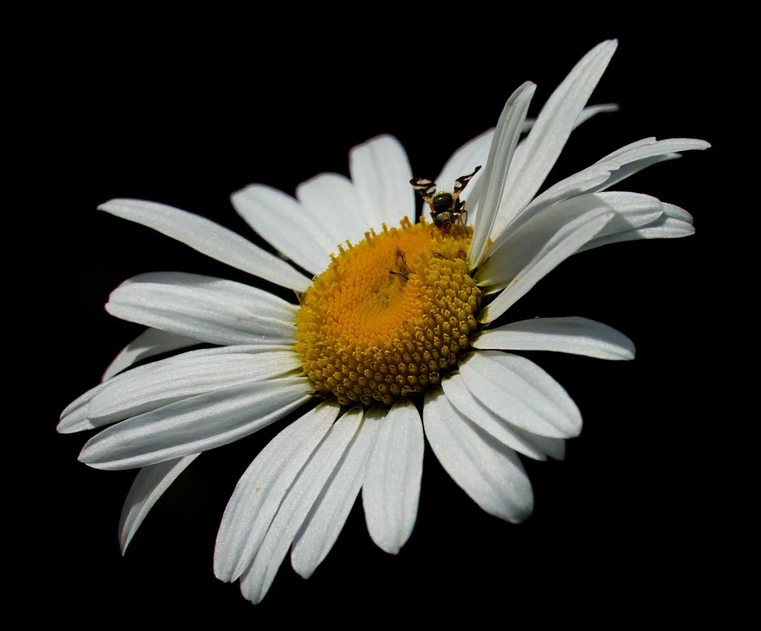 Hoverfly