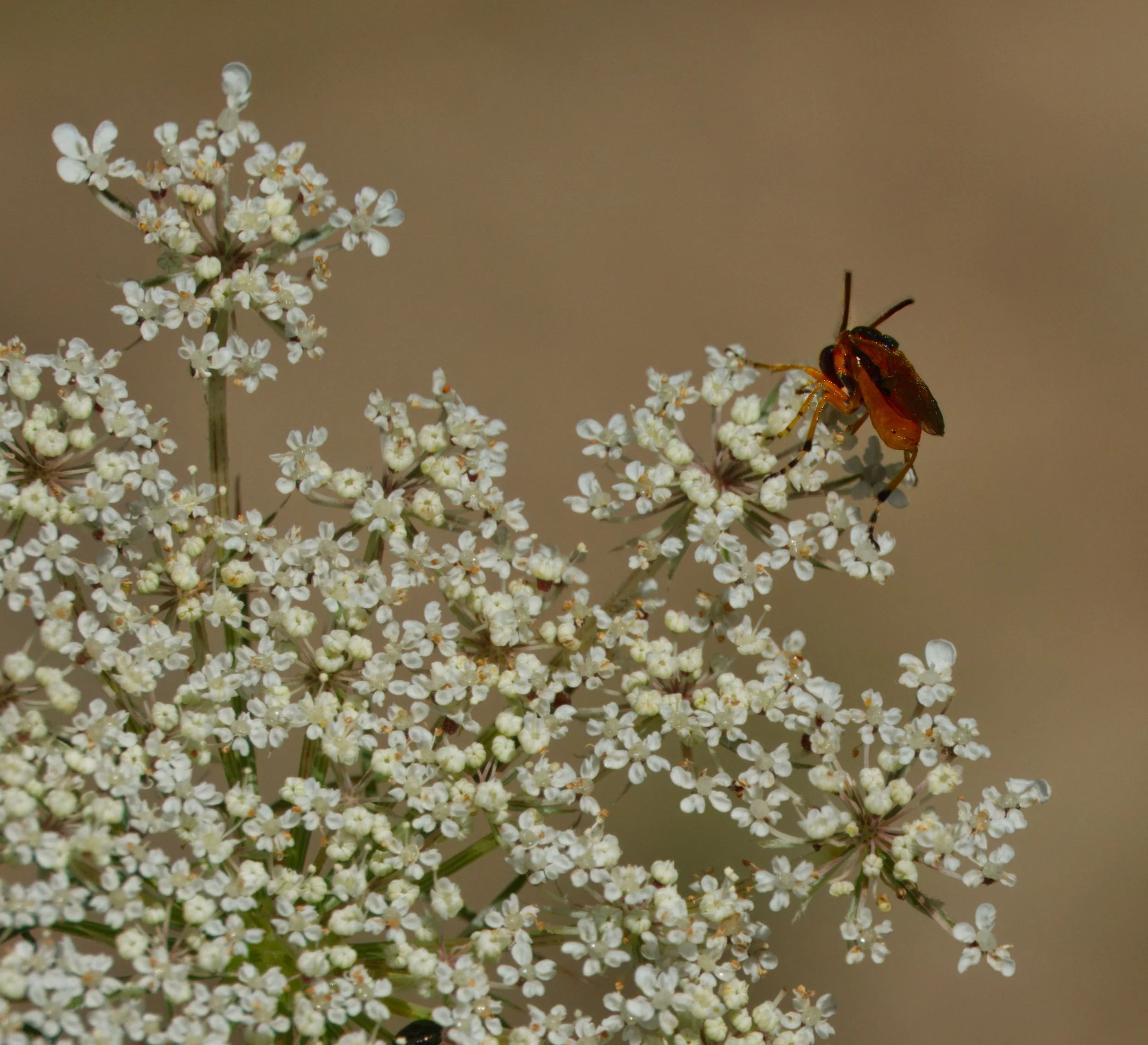 Rose Sawfly