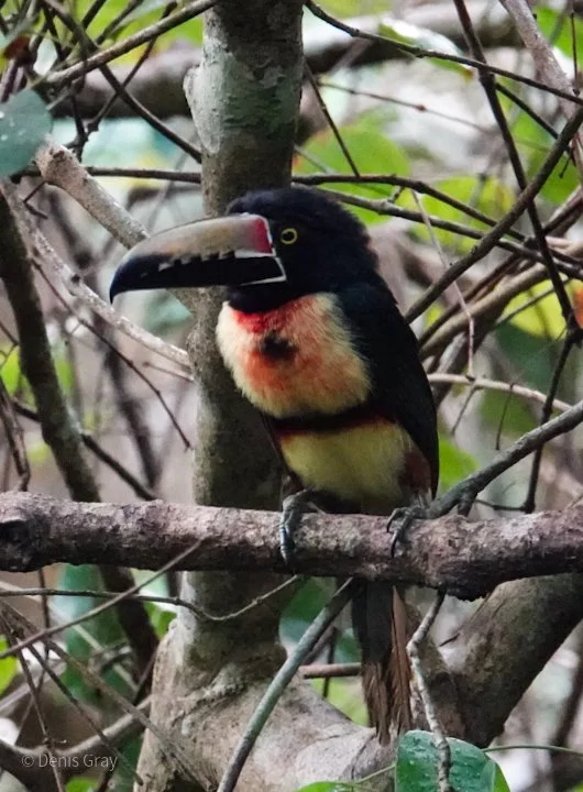Collared Aracari, Western Belize