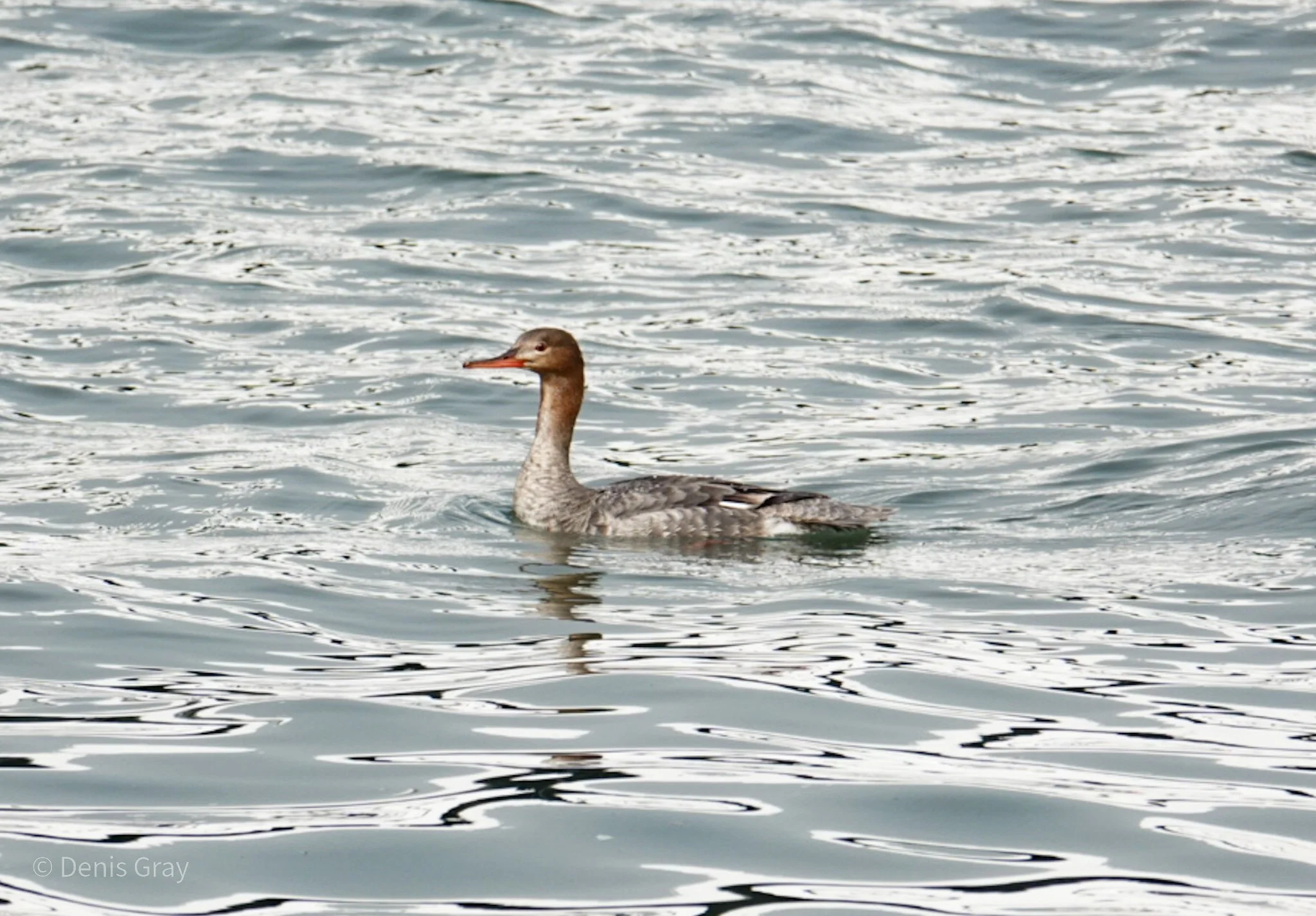 Red-breasted Merganser, Waterfront, Toronto