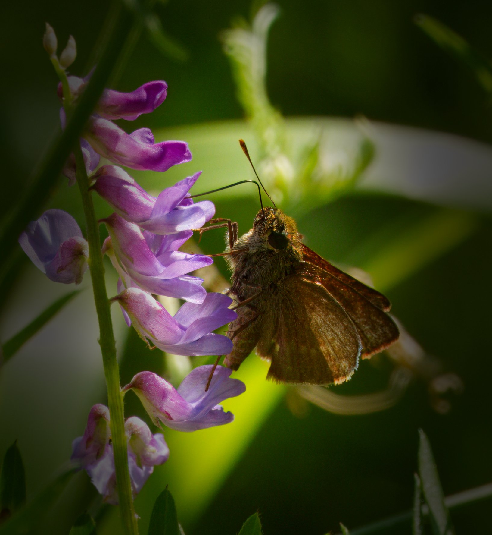 Large Skipper Butterfly 