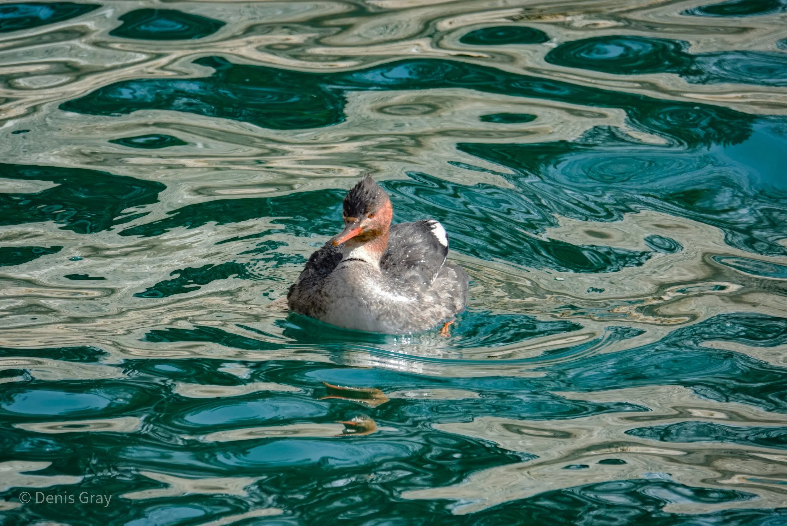 Red-breasted Merganser, Toronto Waterfront