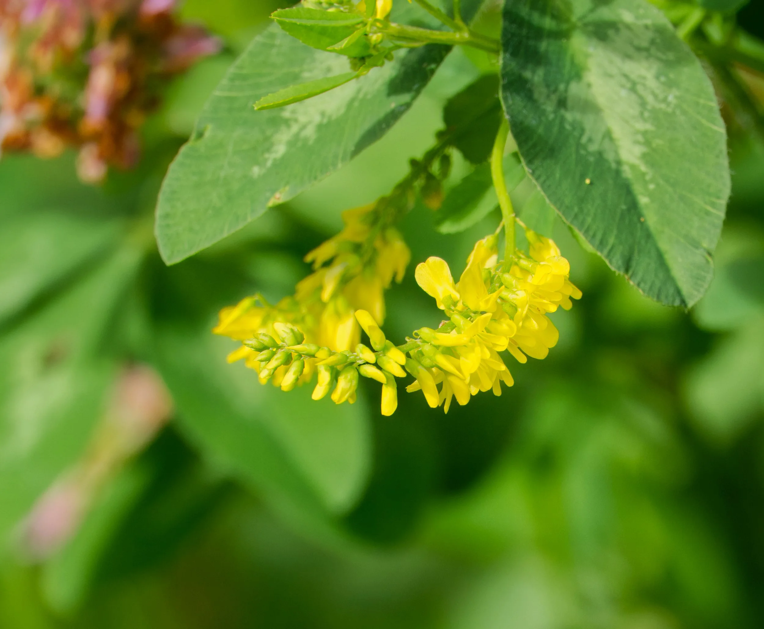 Yellow Sweet Clover 