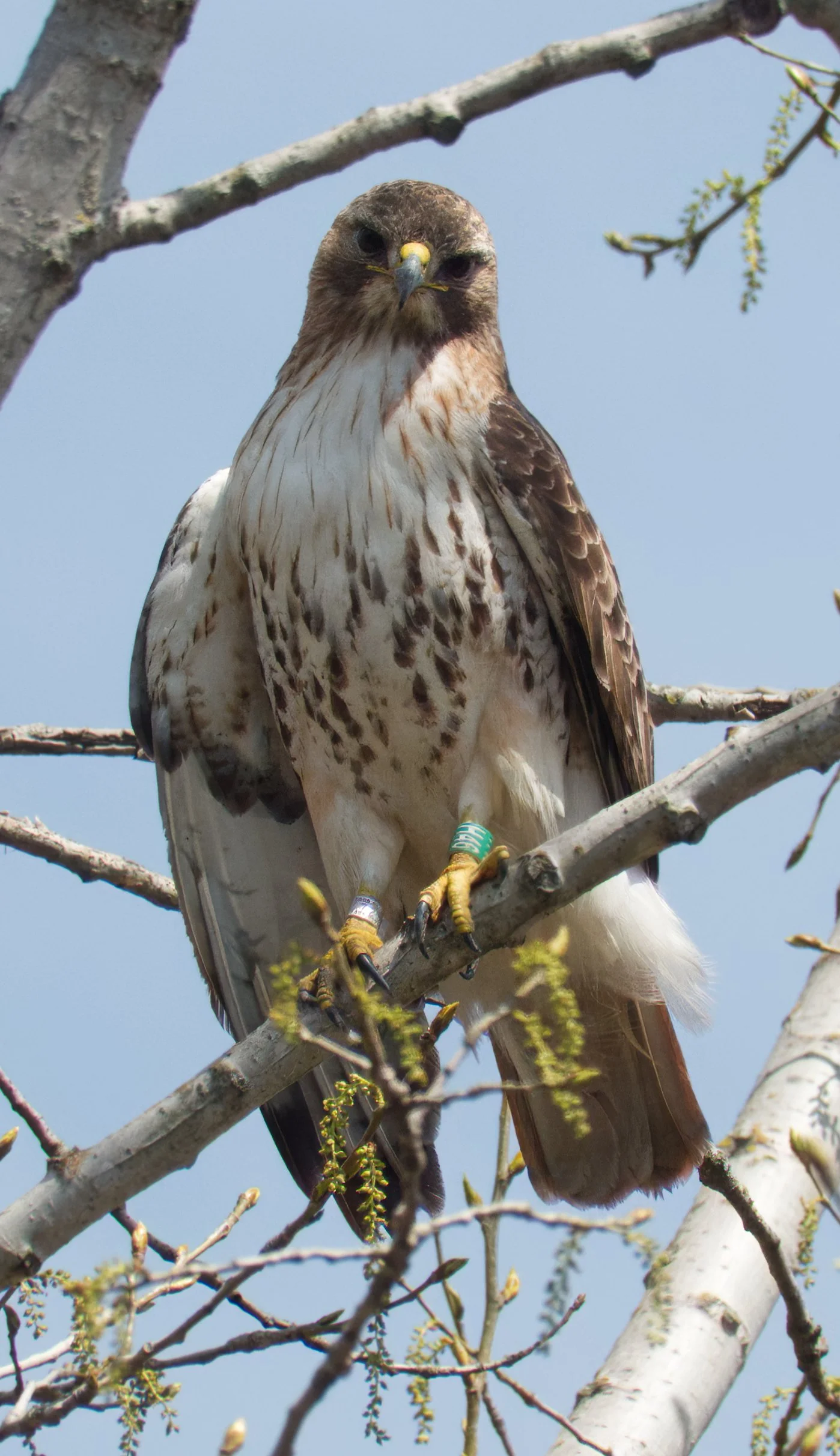 Red-tailed Hawk 04 DSC05632.jpg