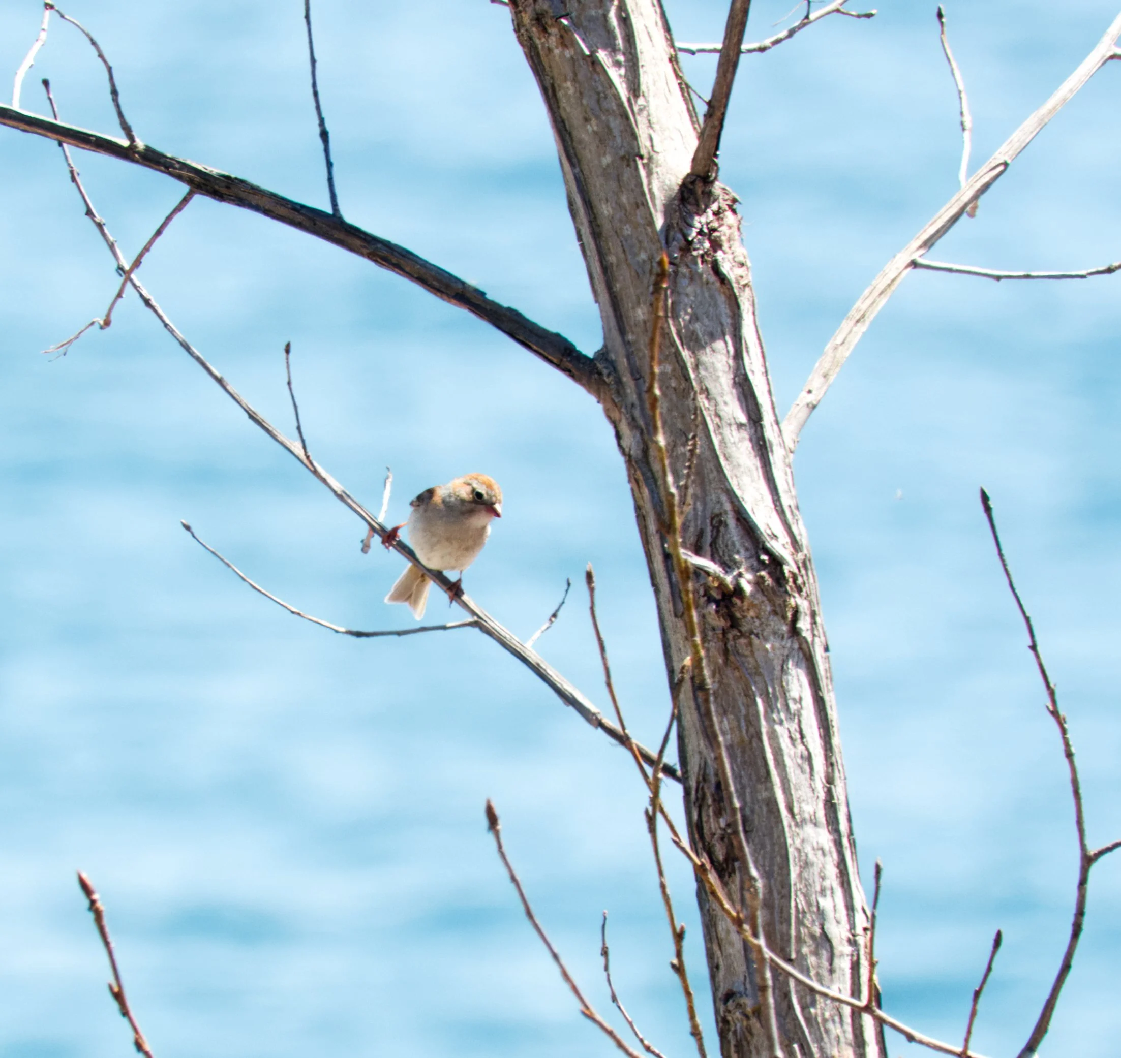 Field Sparrow, Tommy Thompson Park, Toronto