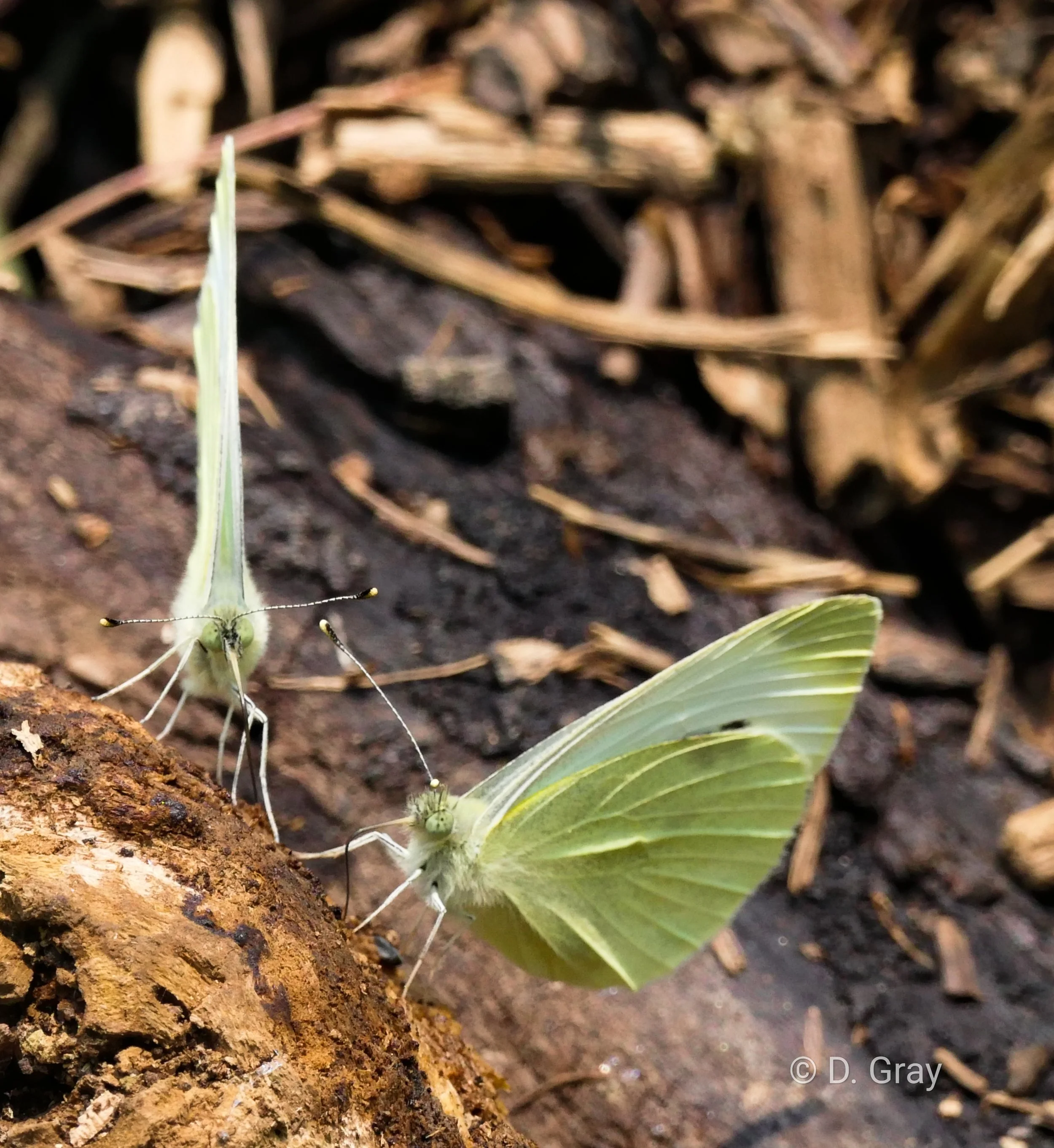 Cabbage White