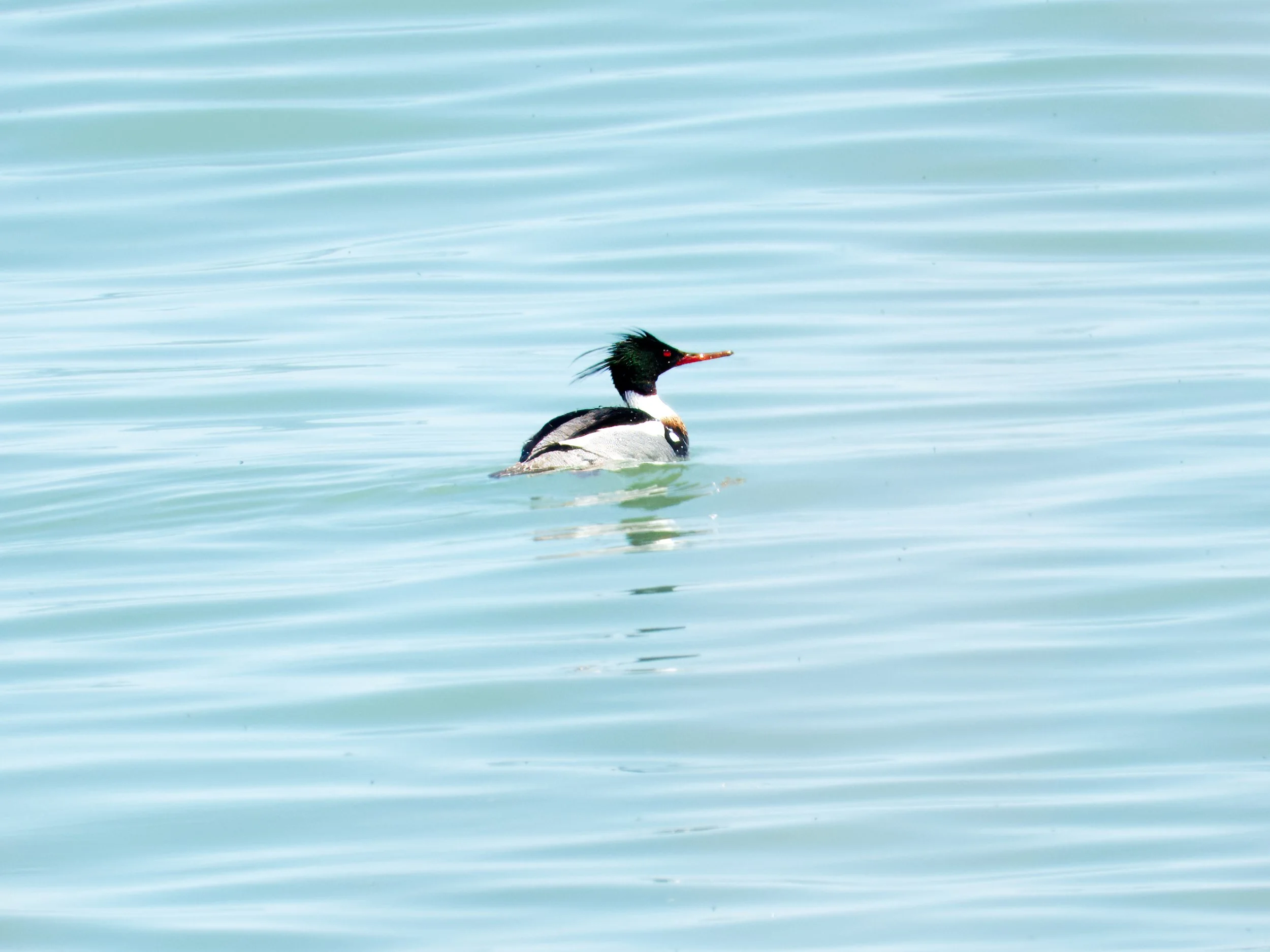 Red-breasted Merganser (male)