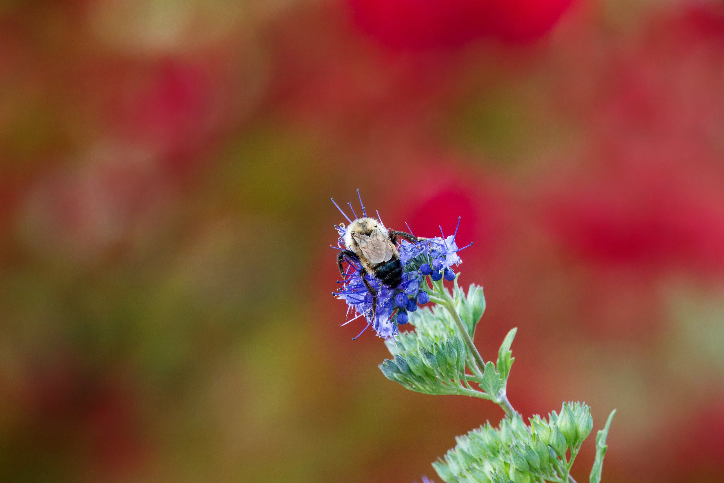 A Bumblebee on Caryopteris x clandonensis),