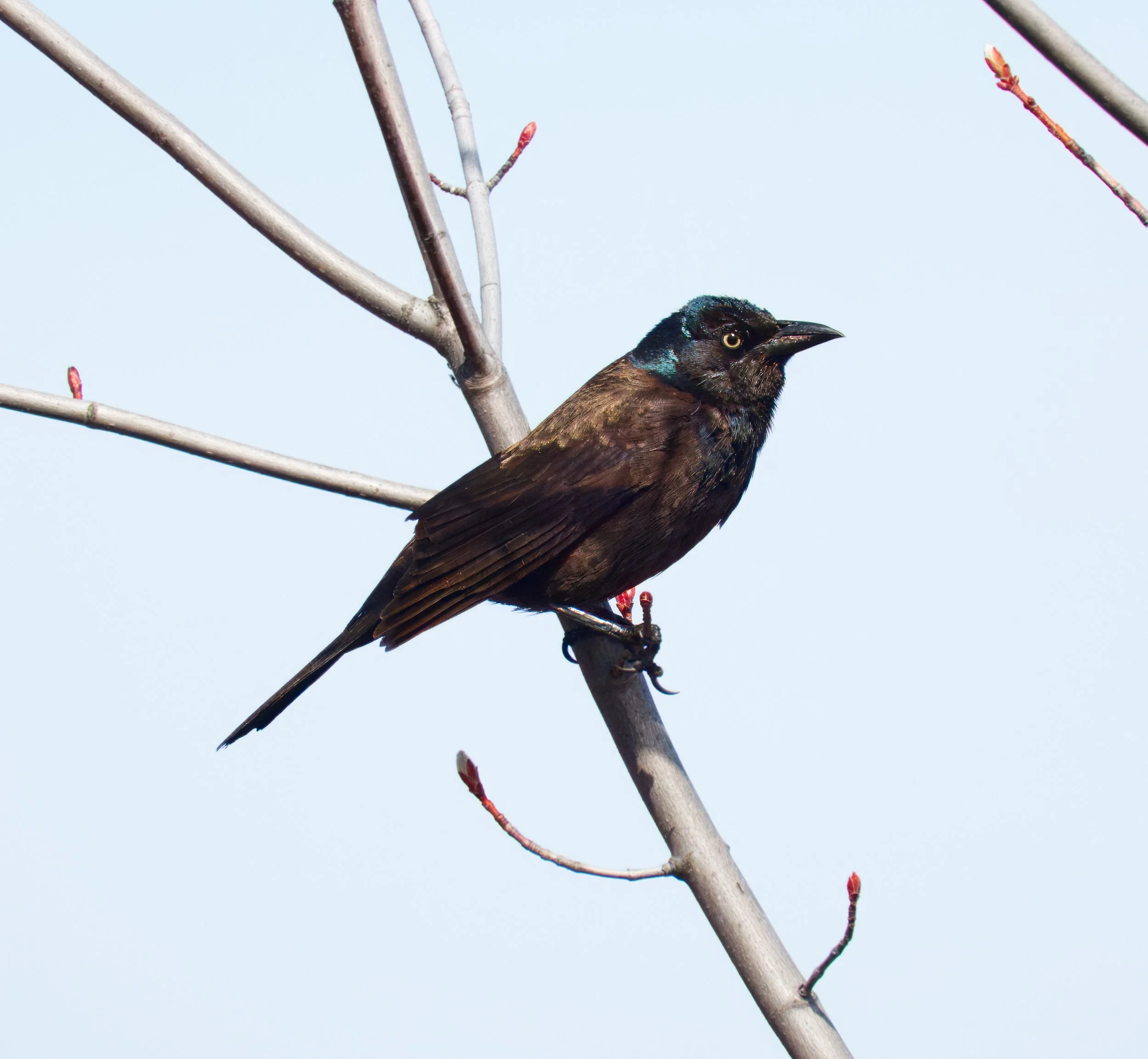 Grackle, Tommy Thompson Park, Toronto