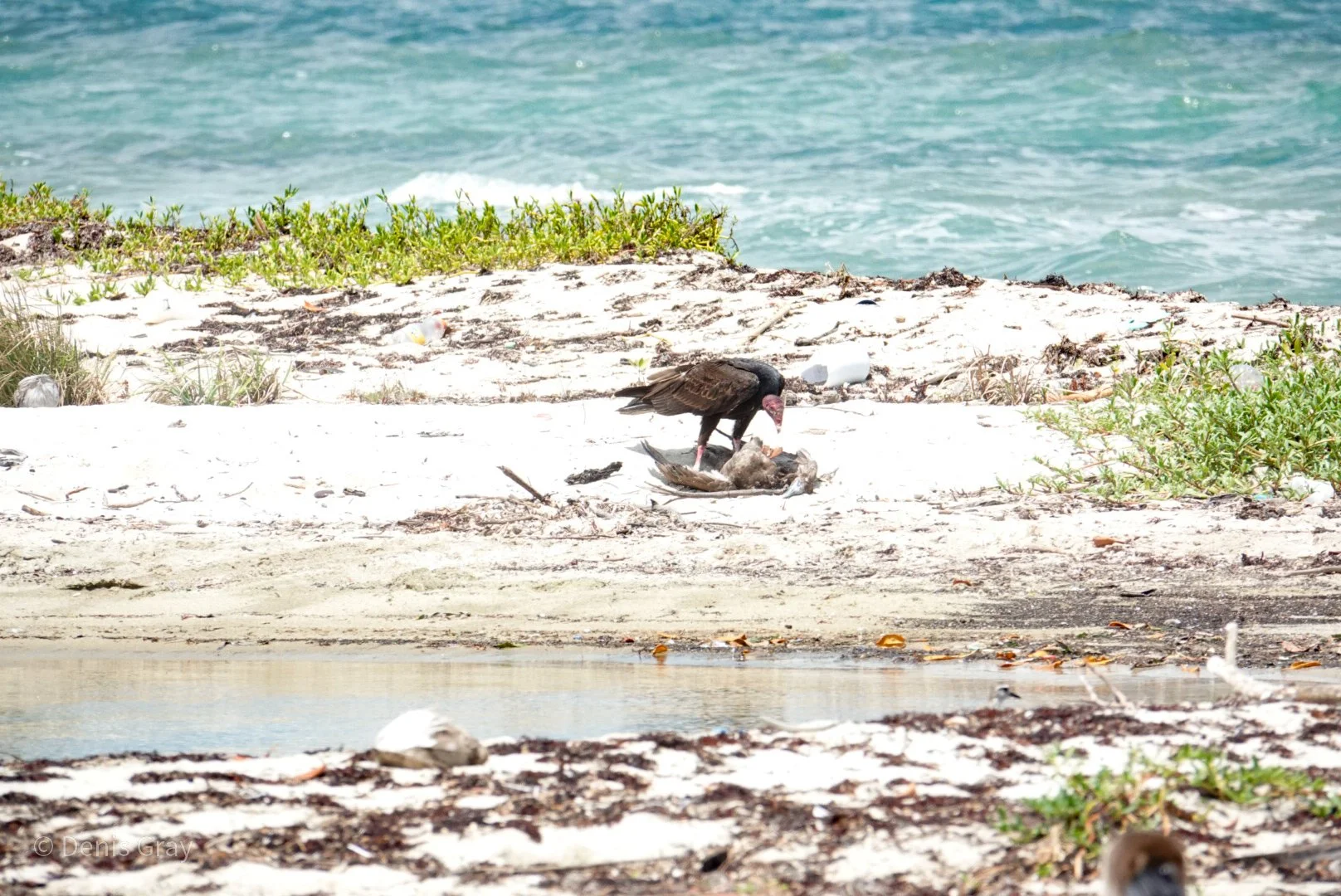 Turkey Vulture at. aPelican carcass, Hopkins, Belize