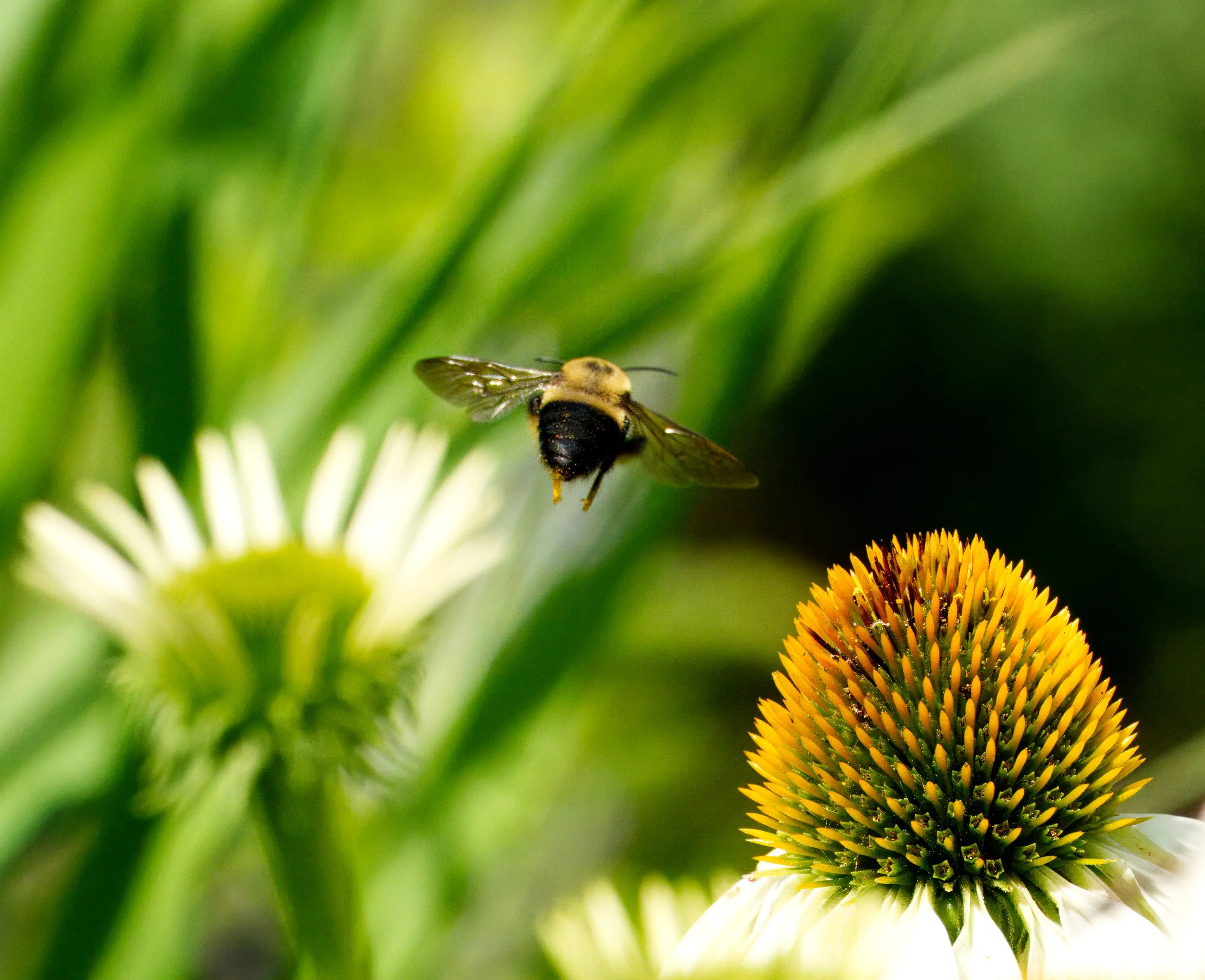 A Brown-belted Bumble Bee between stops