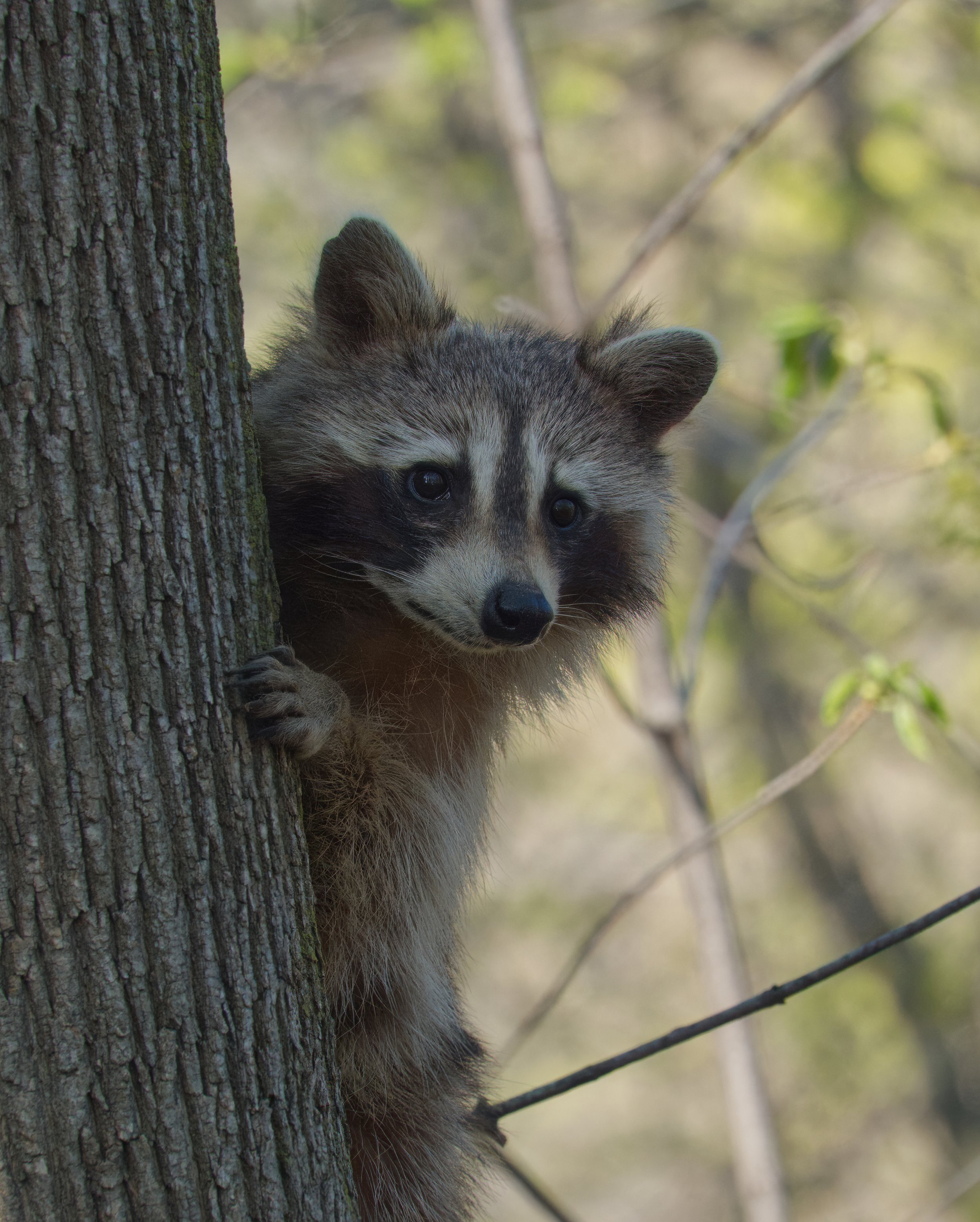 Raccoon Topaz DSC05533.jpg