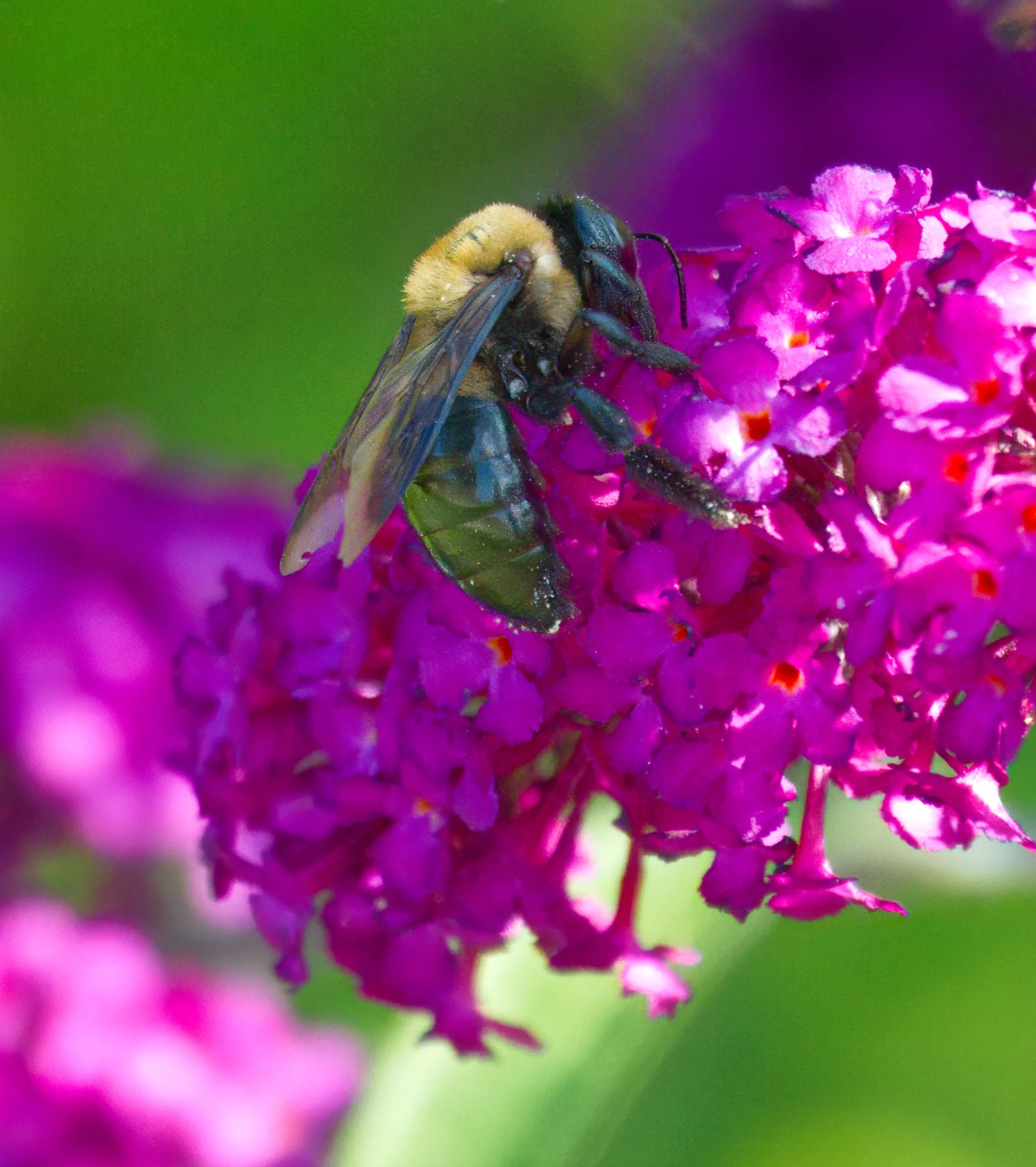 A female Eastern Carpenter Bee