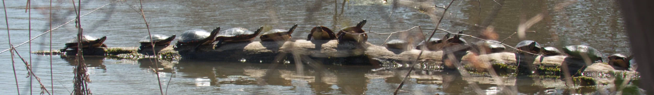 Fifteen Painted Turtles, Tommy Thompson Park, Toronto