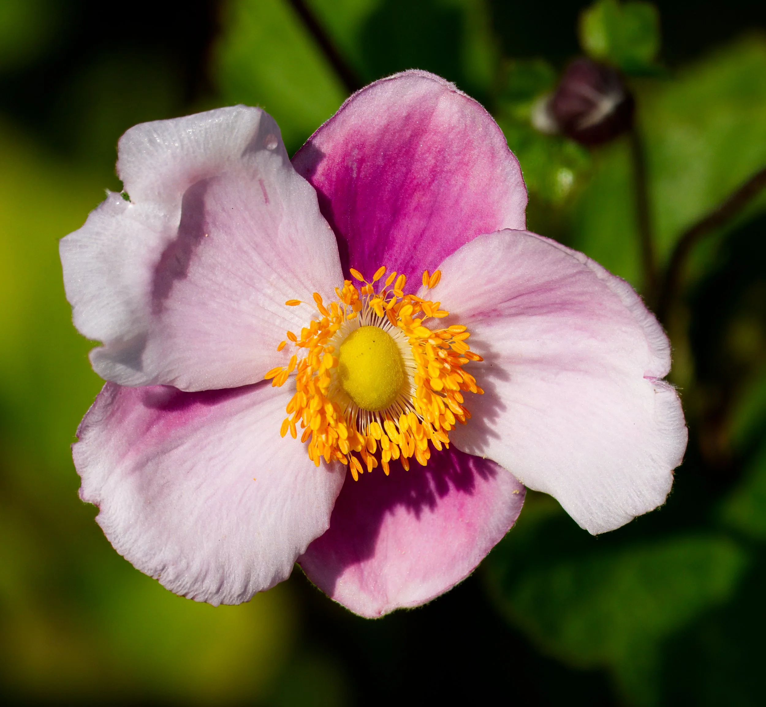 Japanese Anemone