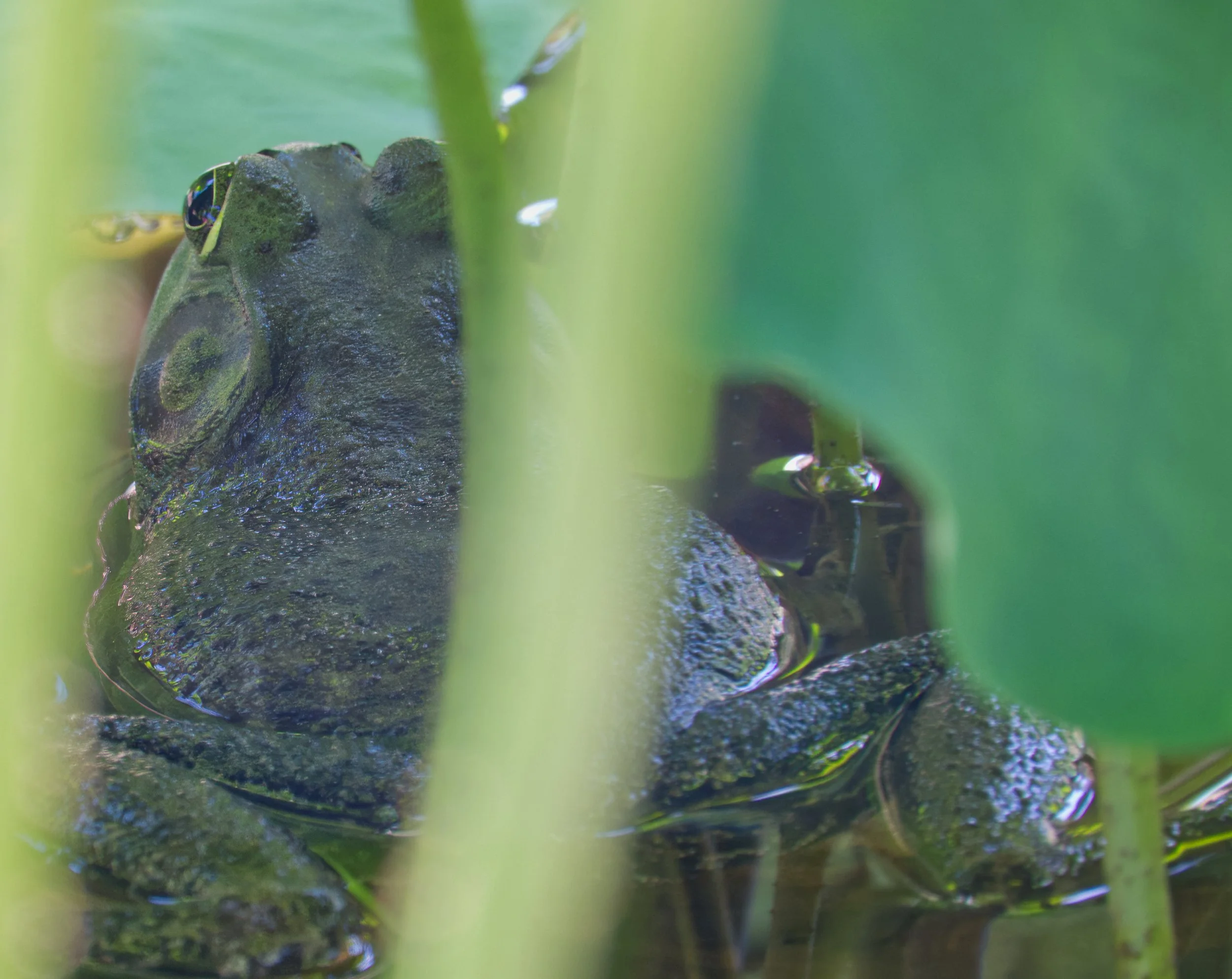 American Bullfrog, Atlanta Botanic Garden, Atlanta, Georgia