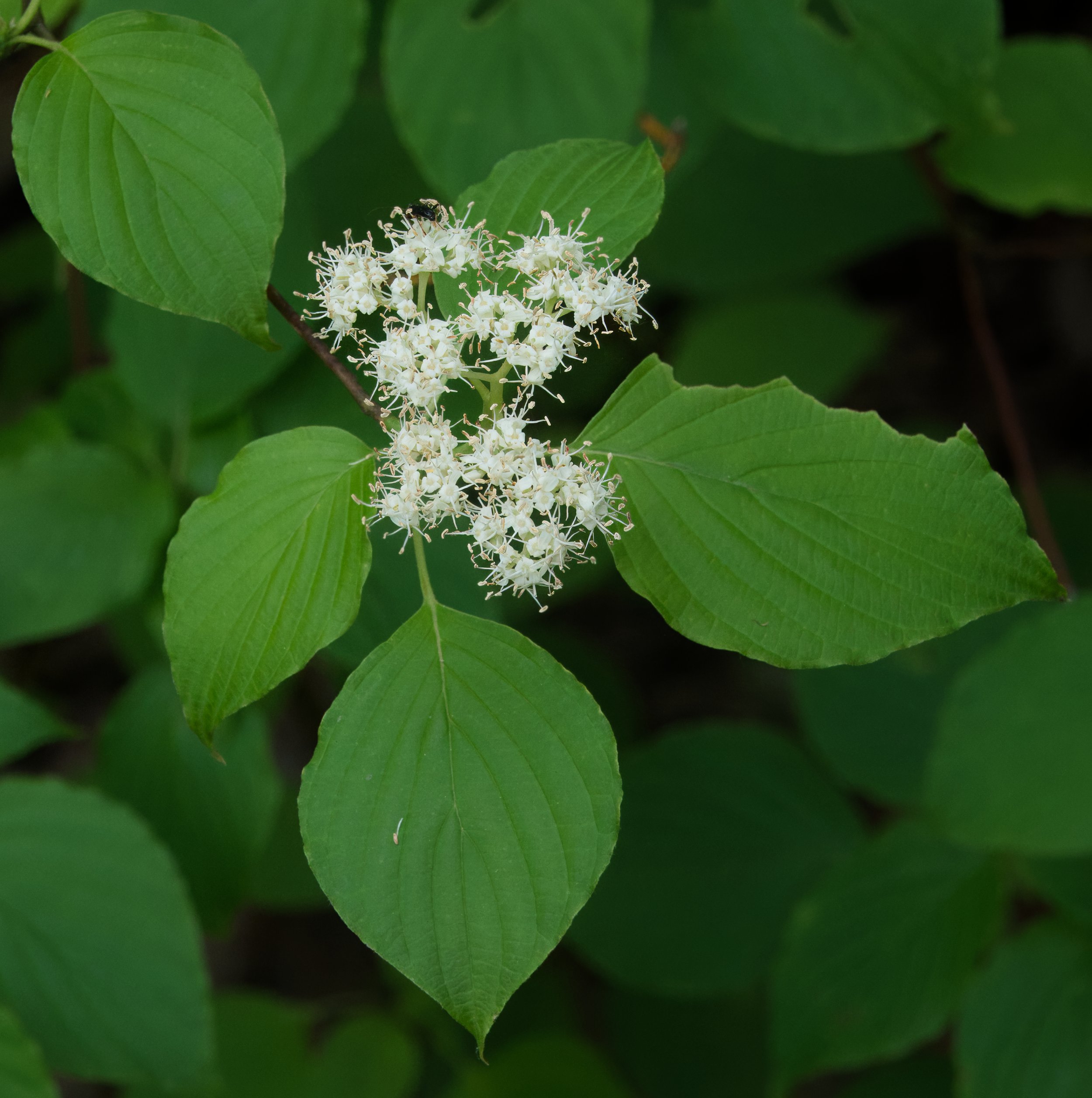 Pagoda Dogwood, Pagoda Dogwood