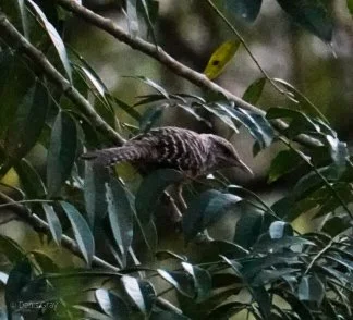 Band-backed Wren, Western Belize