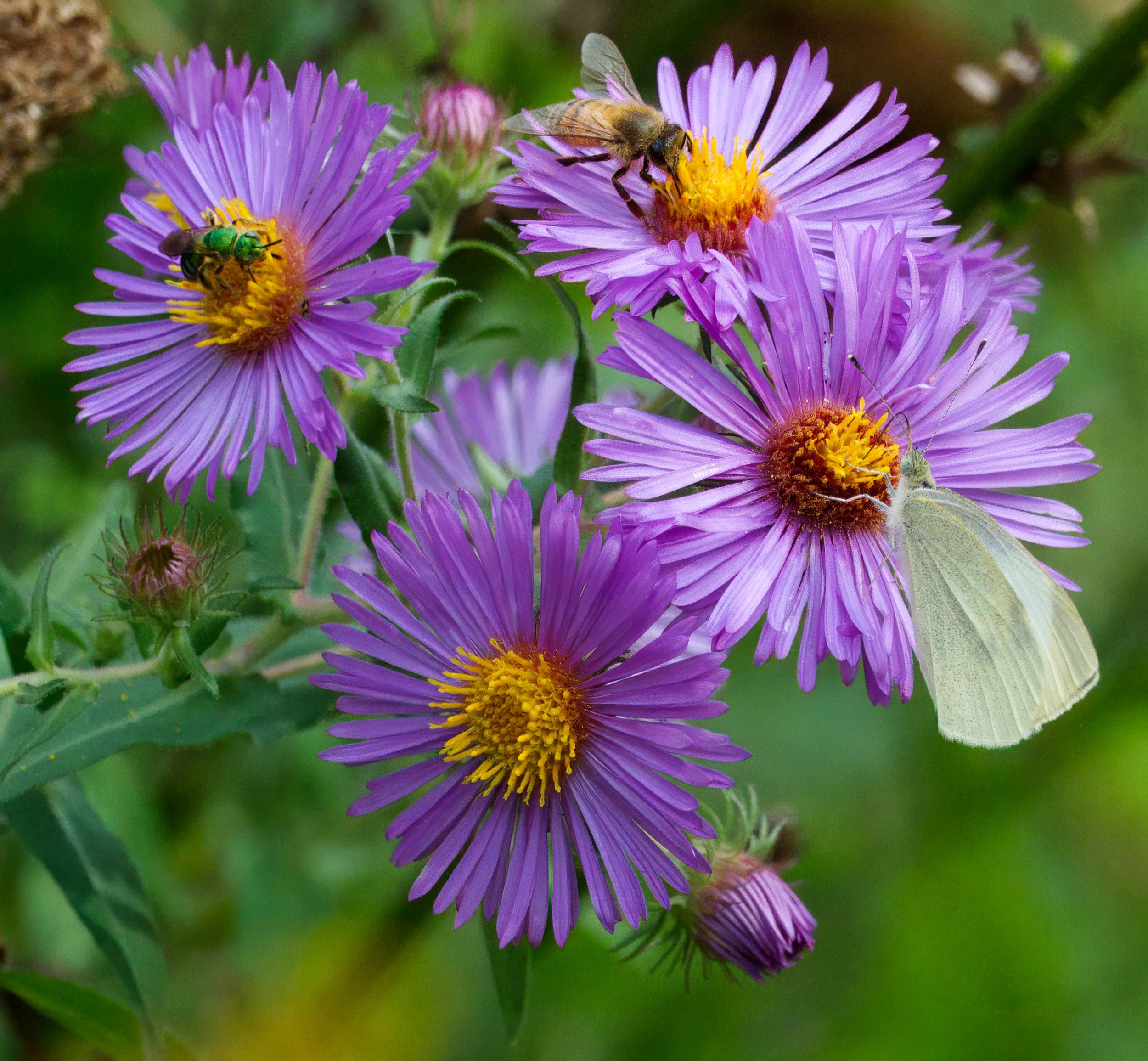 Metallic Green Sweat Bee, a Honey Bee and a Cabbage White Butterfly on Asters
