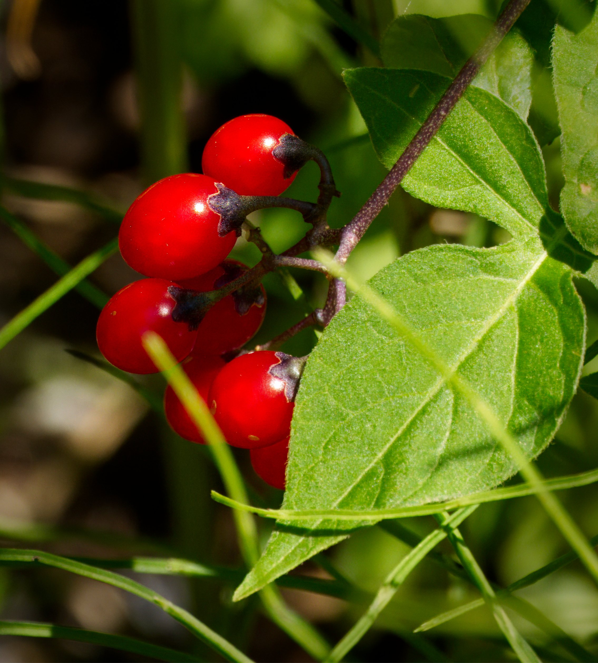 Bittersweet Nightshade, in the Ravine